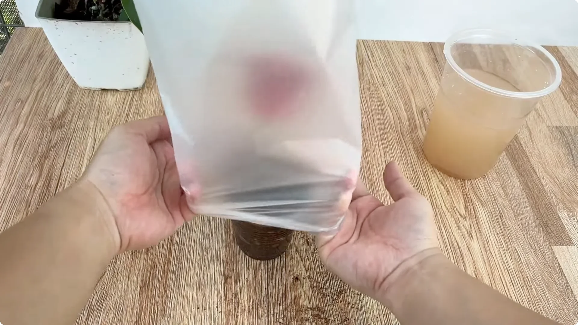 The Easy Trick I Use to Propagate All Types of Roses screenshot 6