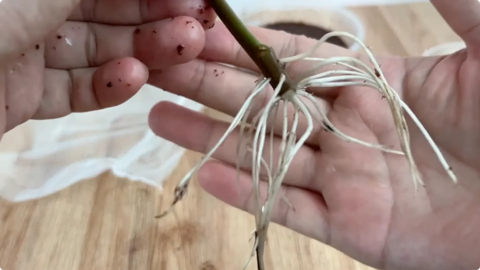 The Easy Trick I Use to Propagate All Types of Roses screenshot 7