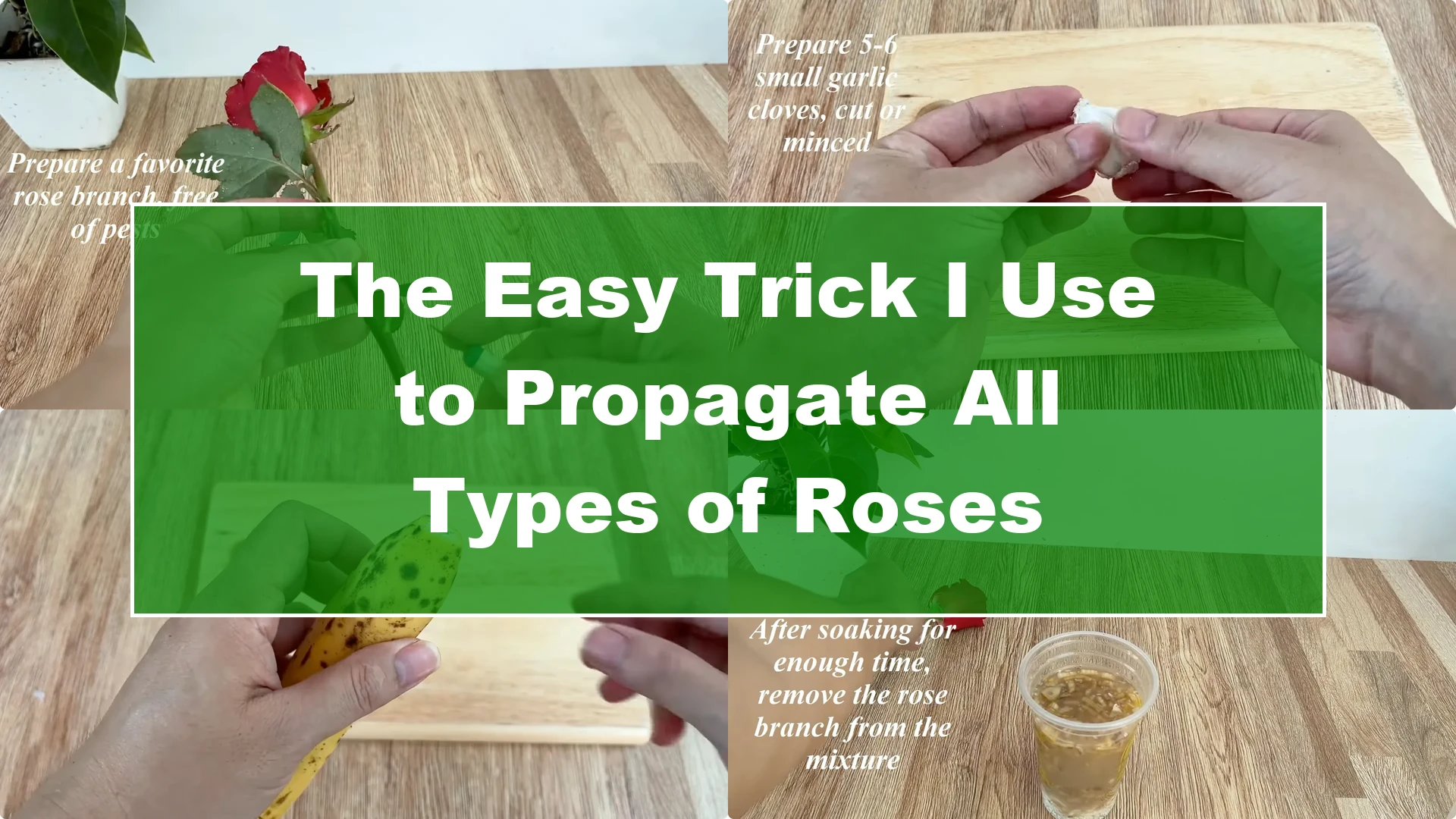 The Easy Trick I Use to Propagate All Types of Roses - Featured Image