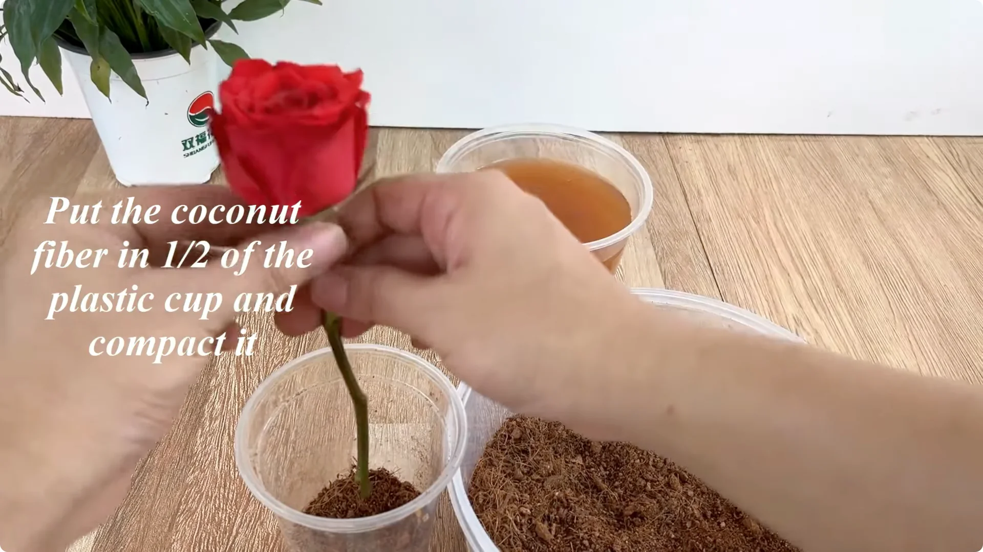 The Secret to Propagating Any Type of Rose Successfully screenshot 13