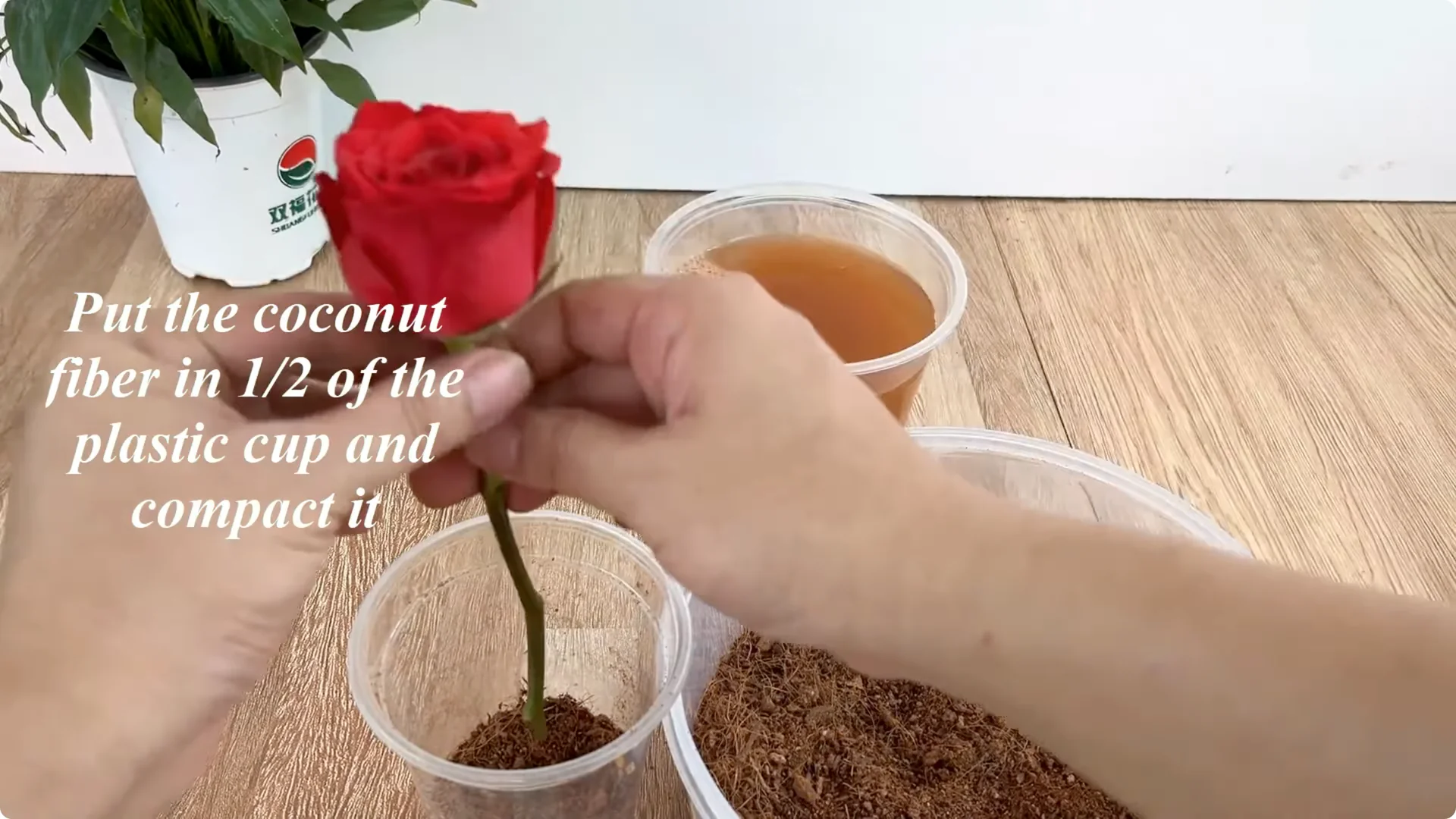 The Secret to Propagating Any Type of Rose Successfully screenshot 14