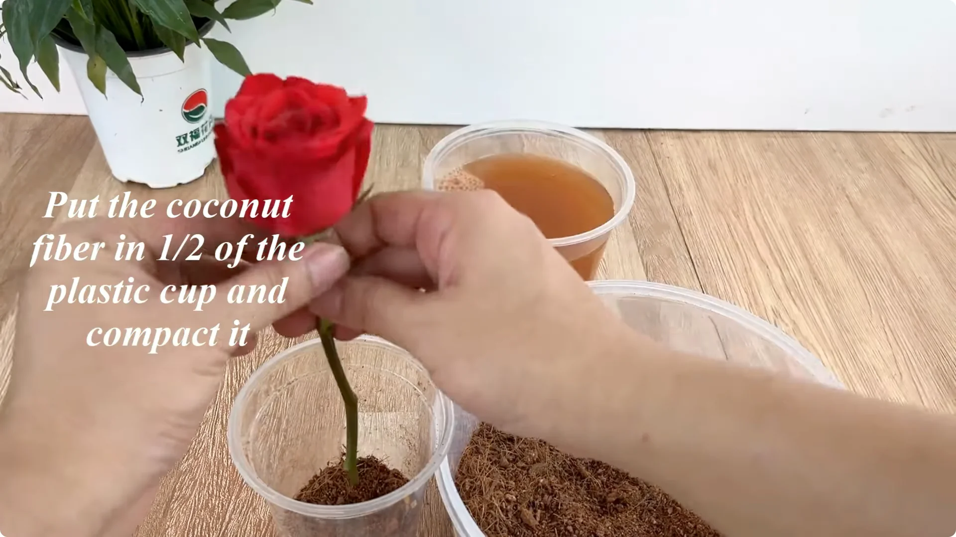 The Secret to Propagating Any Type of Rose Successfully screenshot 15