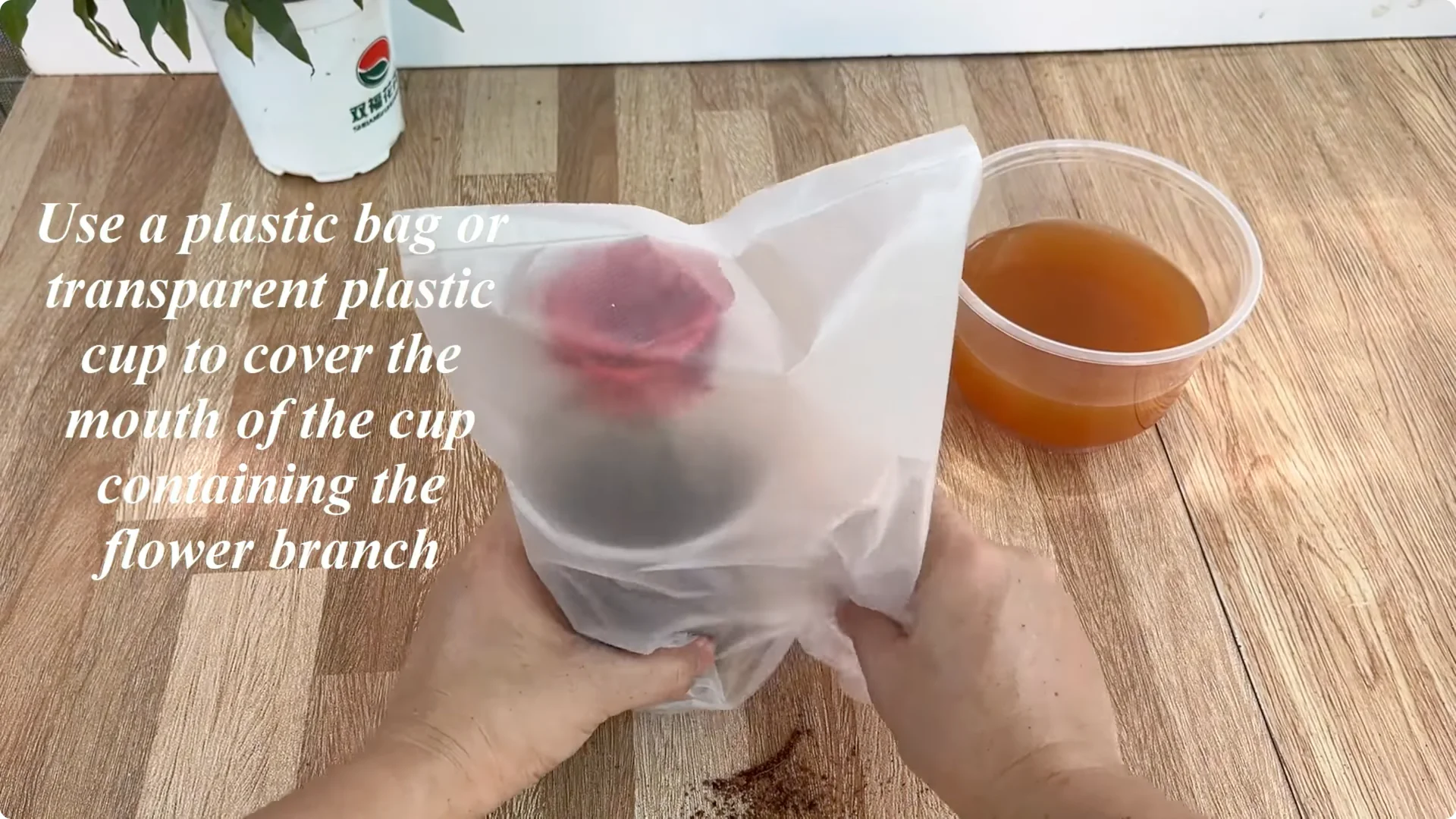 The Secret to Propagating Any Type of Rose Successfully screenshot 16