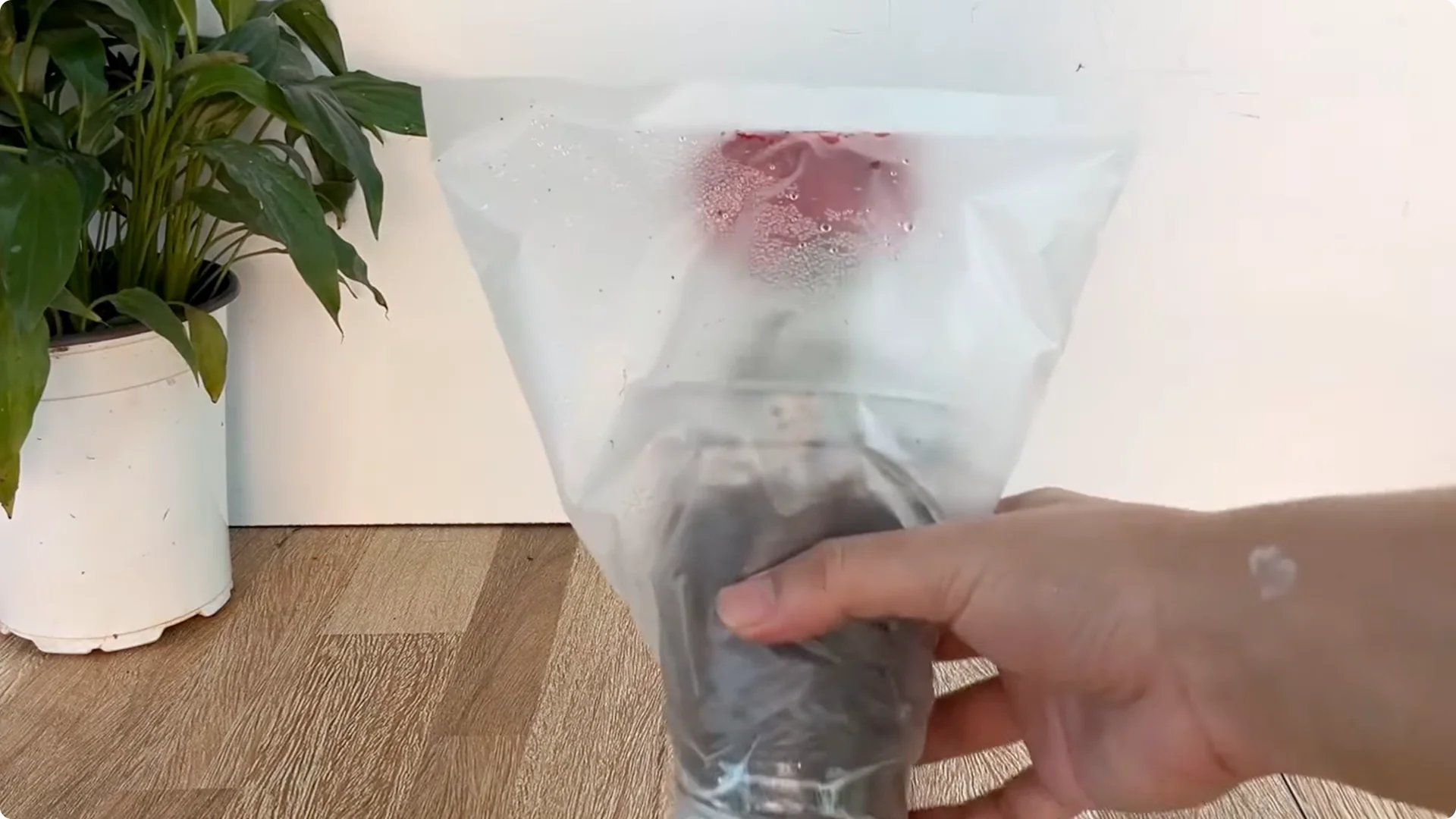 The Secret to Propagating Any Type of Rose Successfully screenshot 17