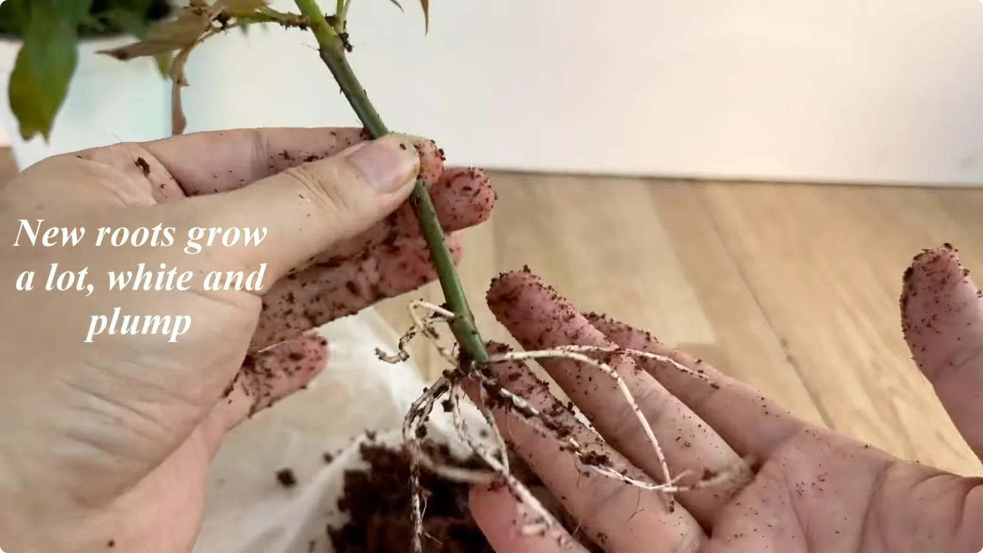 The Secret to Propagating Any Type of Rose Successfully screenshot 18