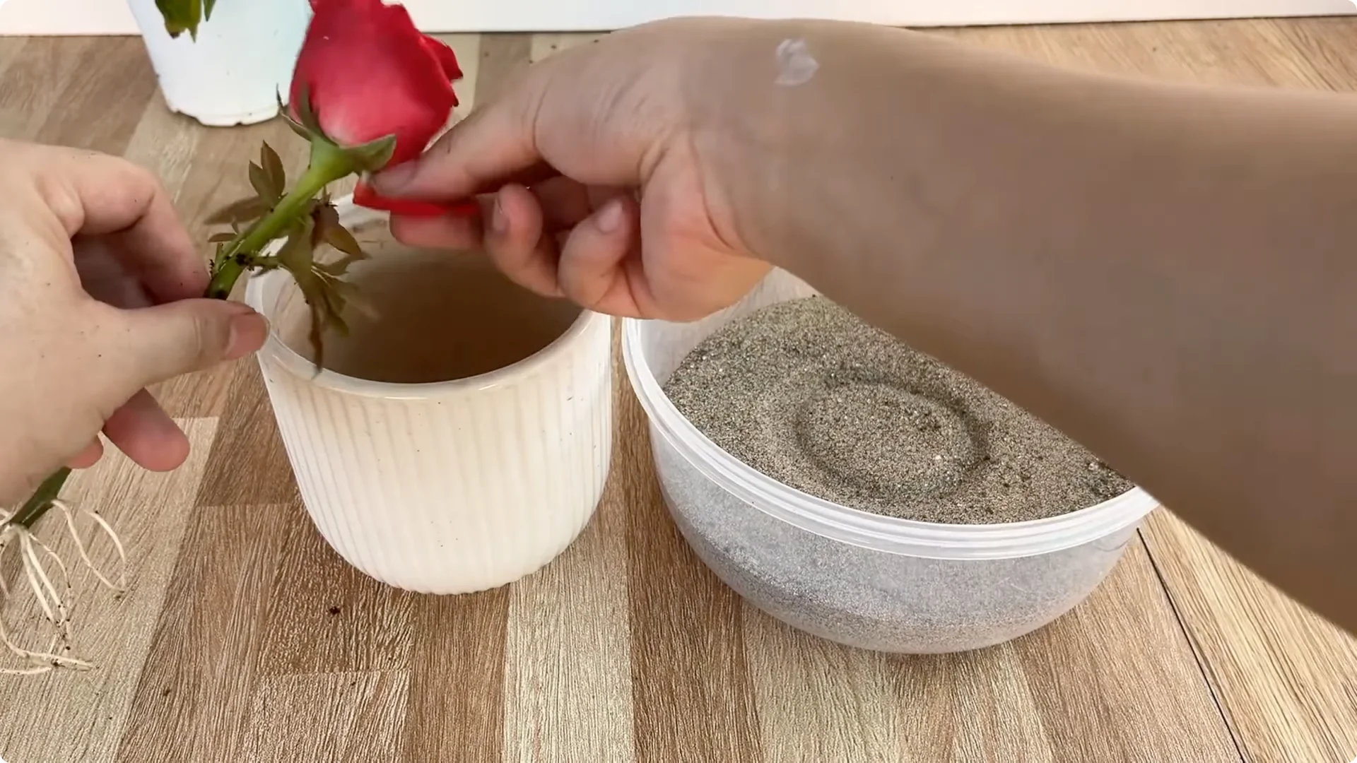 The Secret to Propagating Any Type of Rose Successfully screenshot 19