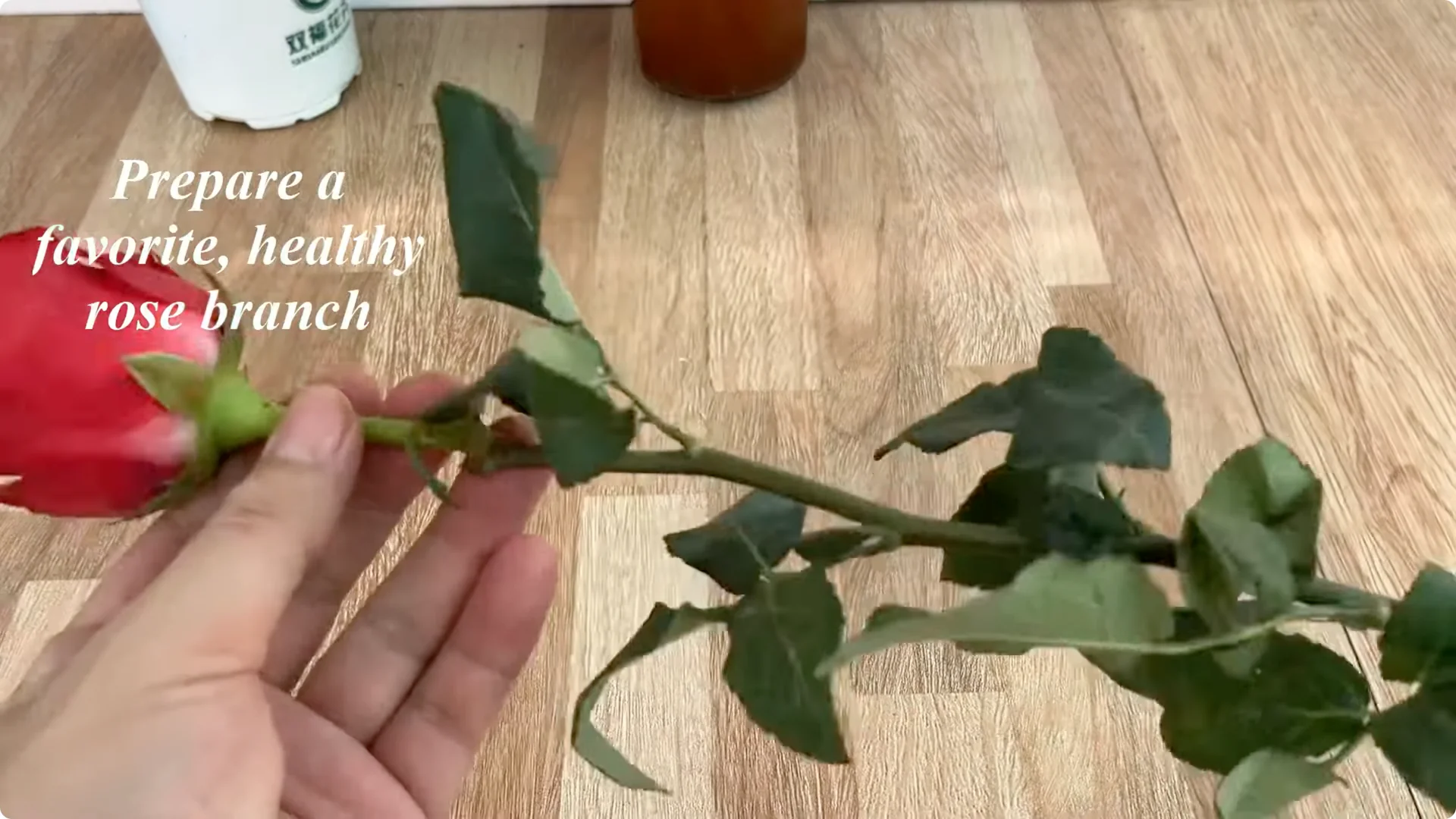 The Secret to Propagating Any Type of Rose Successfully screenshot 3
