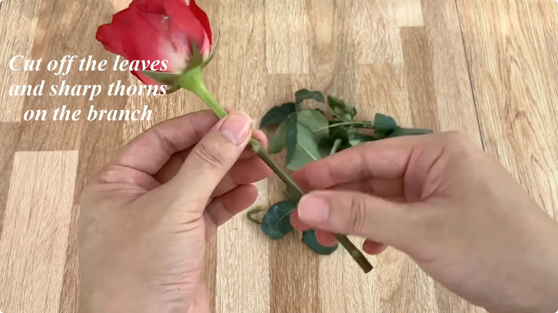 The Secret to Propagating Any Type of Rose Successfully screenshot 4