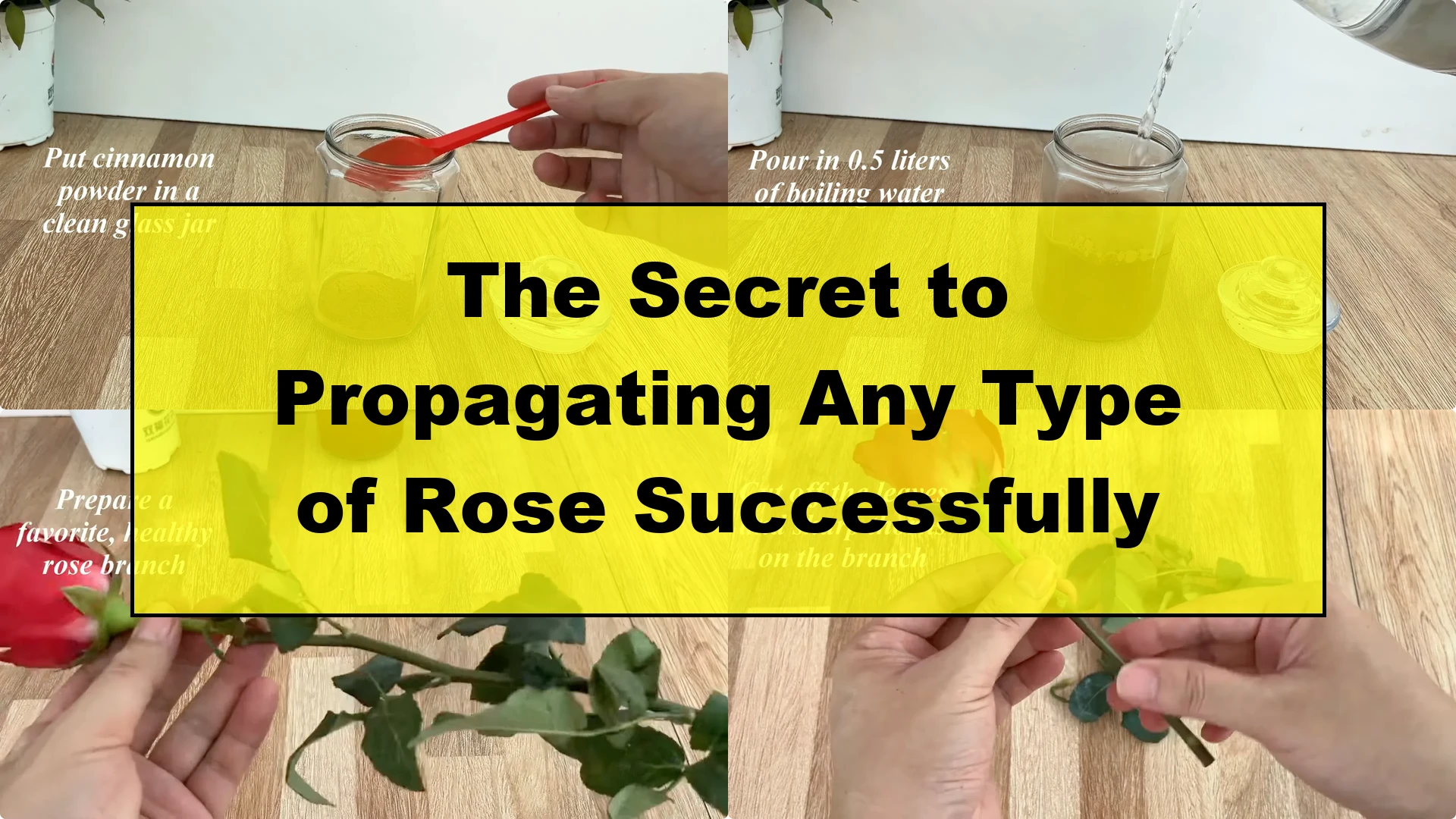 The Secret to Propagating Any Type of Rose Successfully - Featured Image