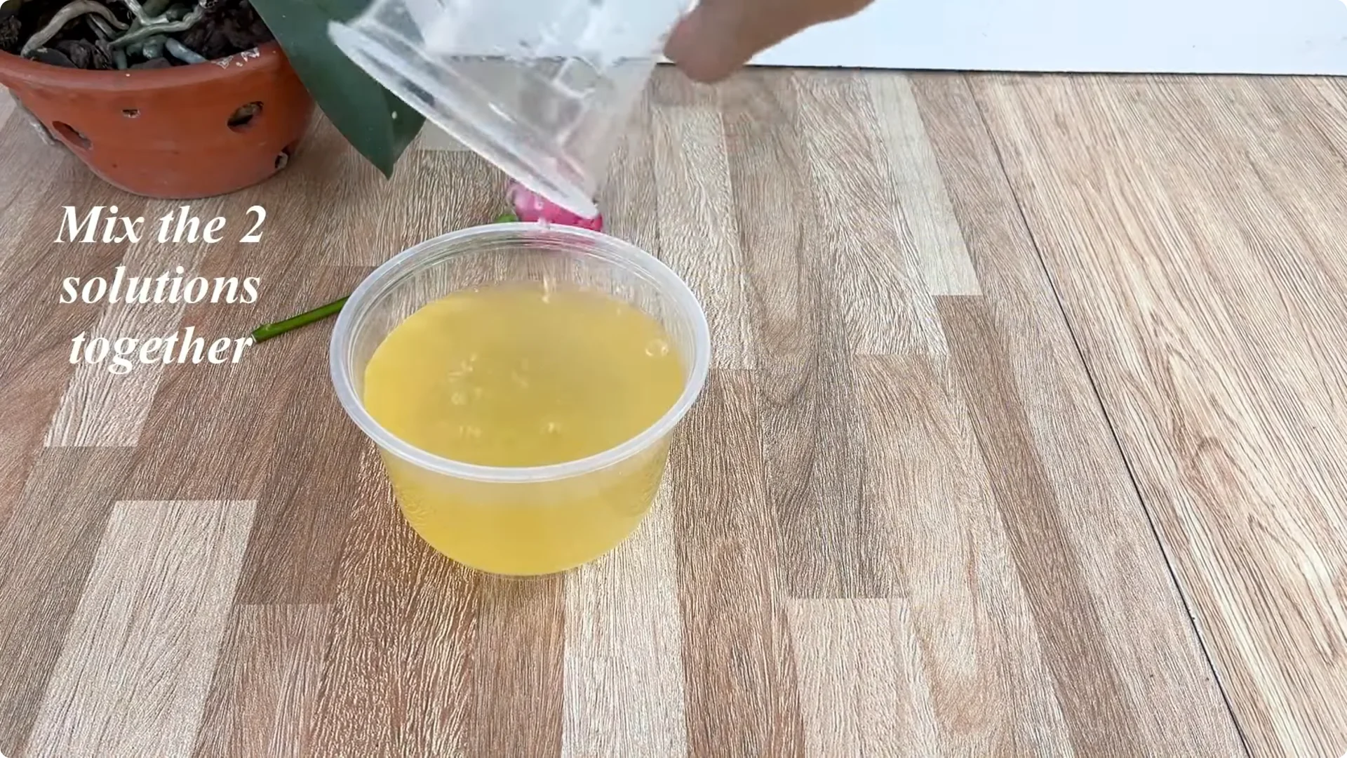 The Secret Trick to Make Your Rose Bloom Abundantly screenshot 13