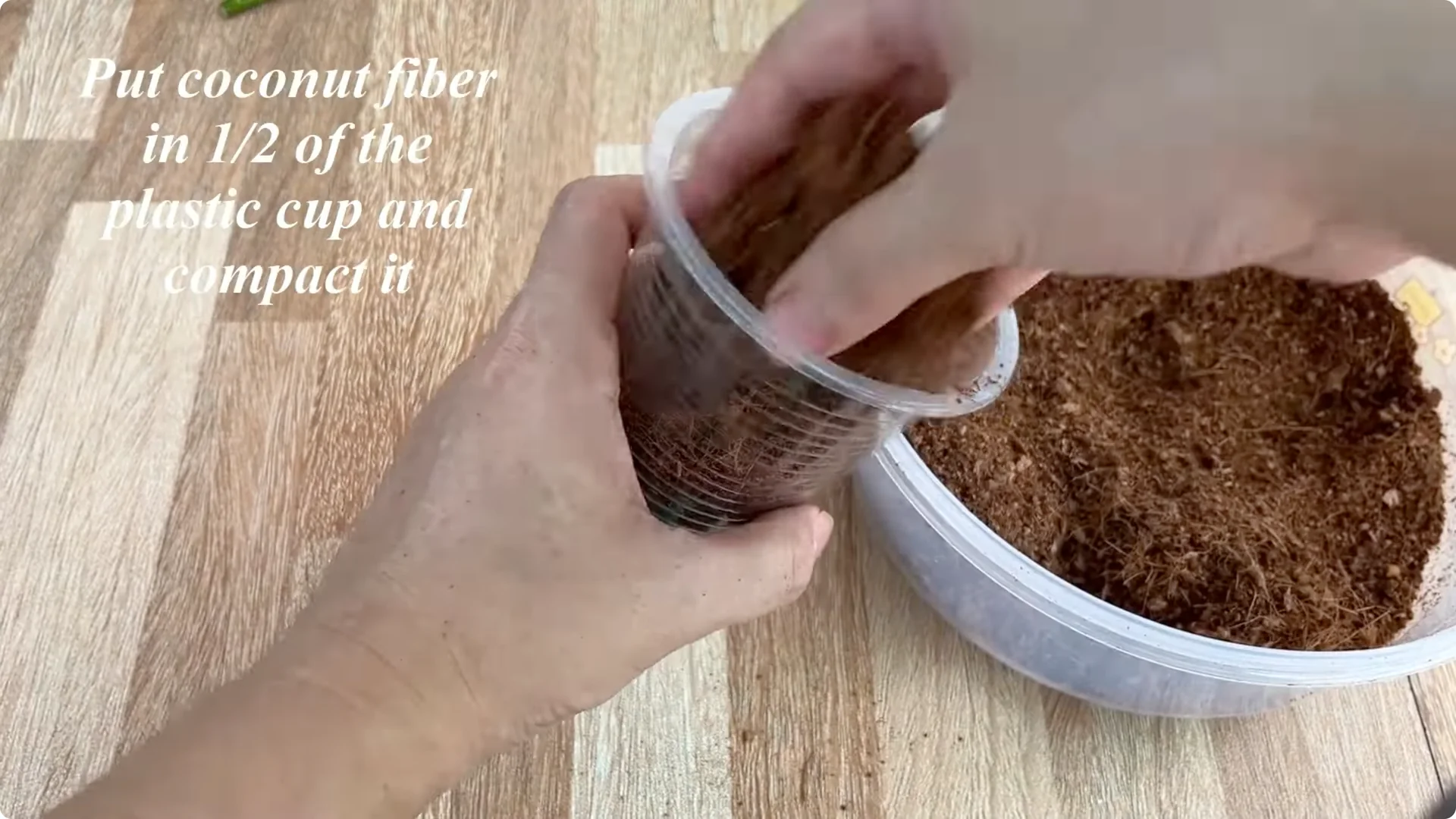 The Secret Trick to Make Your Rose Bloom Abundantly screenshot 15