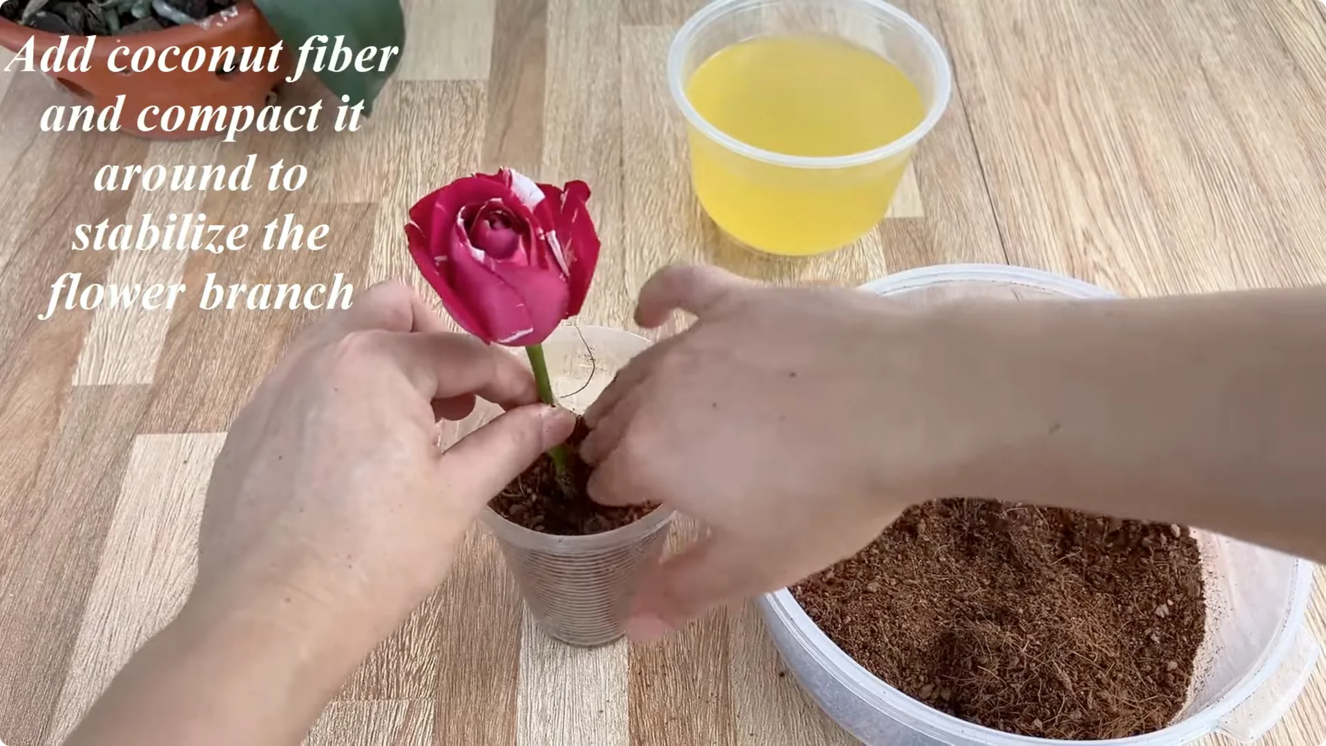 The Secret Trick to Make Your Rose Bloom Abundantly screenshot 16