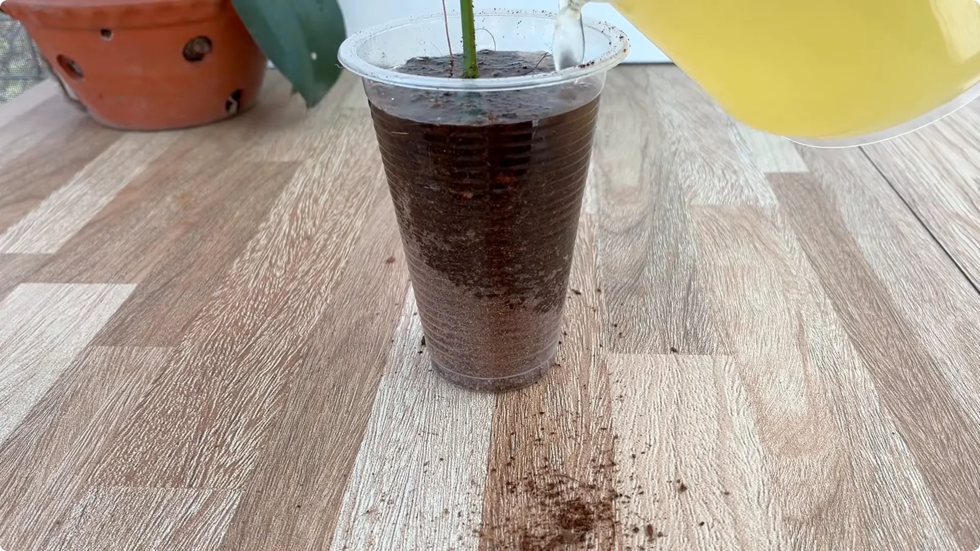 The Secret Trick to Make Your Rose Bloom Abundantly screenshot 17