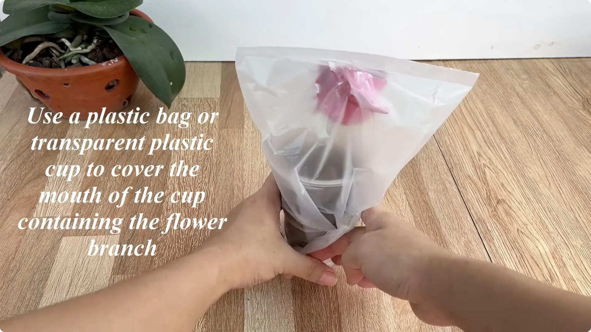 The Secret Trick to Make Your Rose Bloom Abundantly screenshot 18