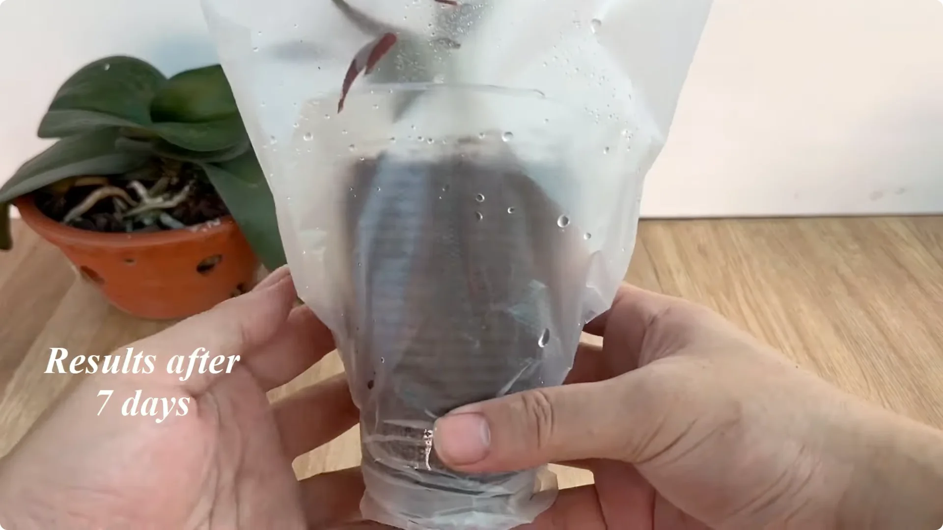 The Secret Trick to Make Your Rose Bloom Abundantly screenshot 19