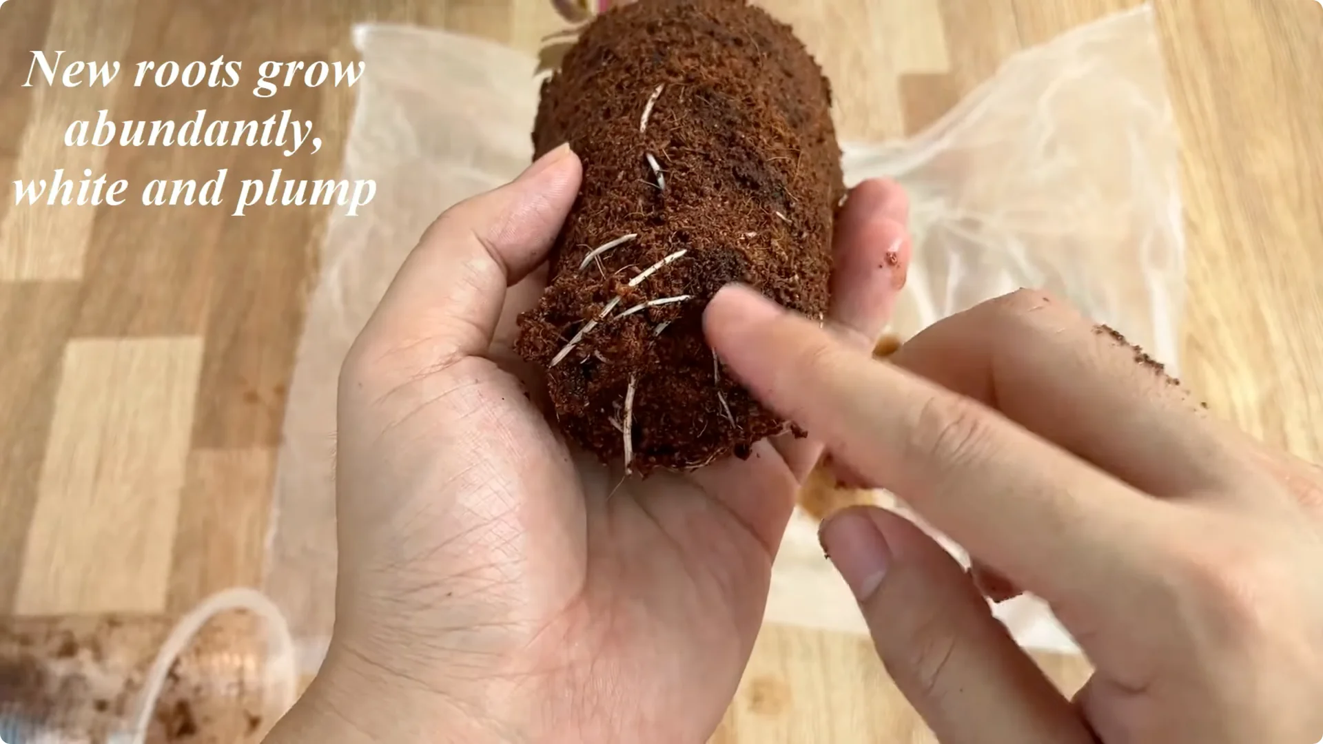 The Secret Trick to Make Your Rose Bloom Abundantly screenshot 20