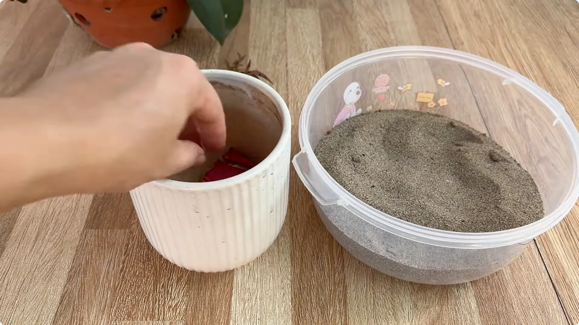 The Secret Trick to Make Your Rose Bloom Abundantly screenshot 21