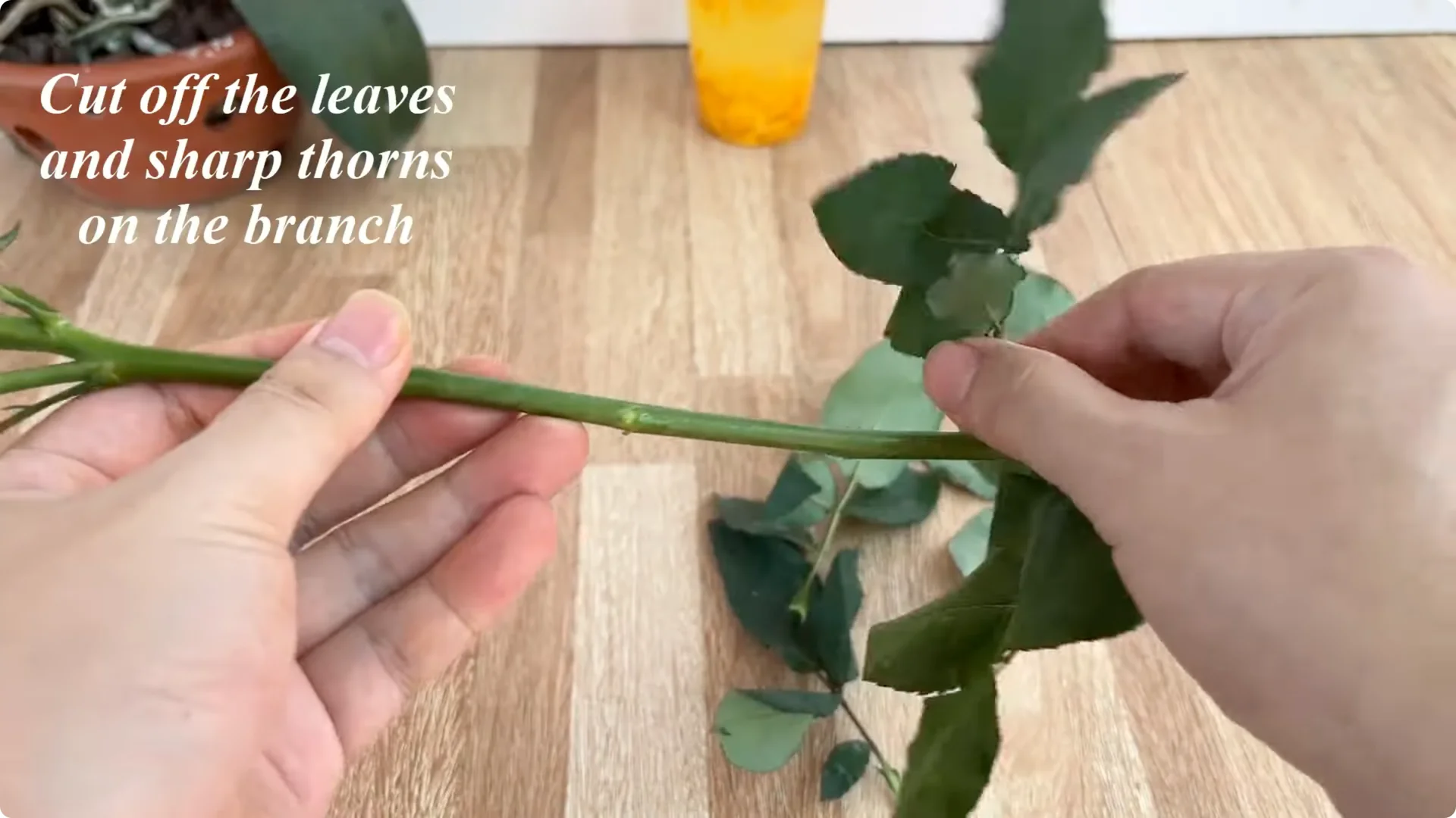 The Secret Trick to Make Your Rose Bloom Abundantly screenshot 4