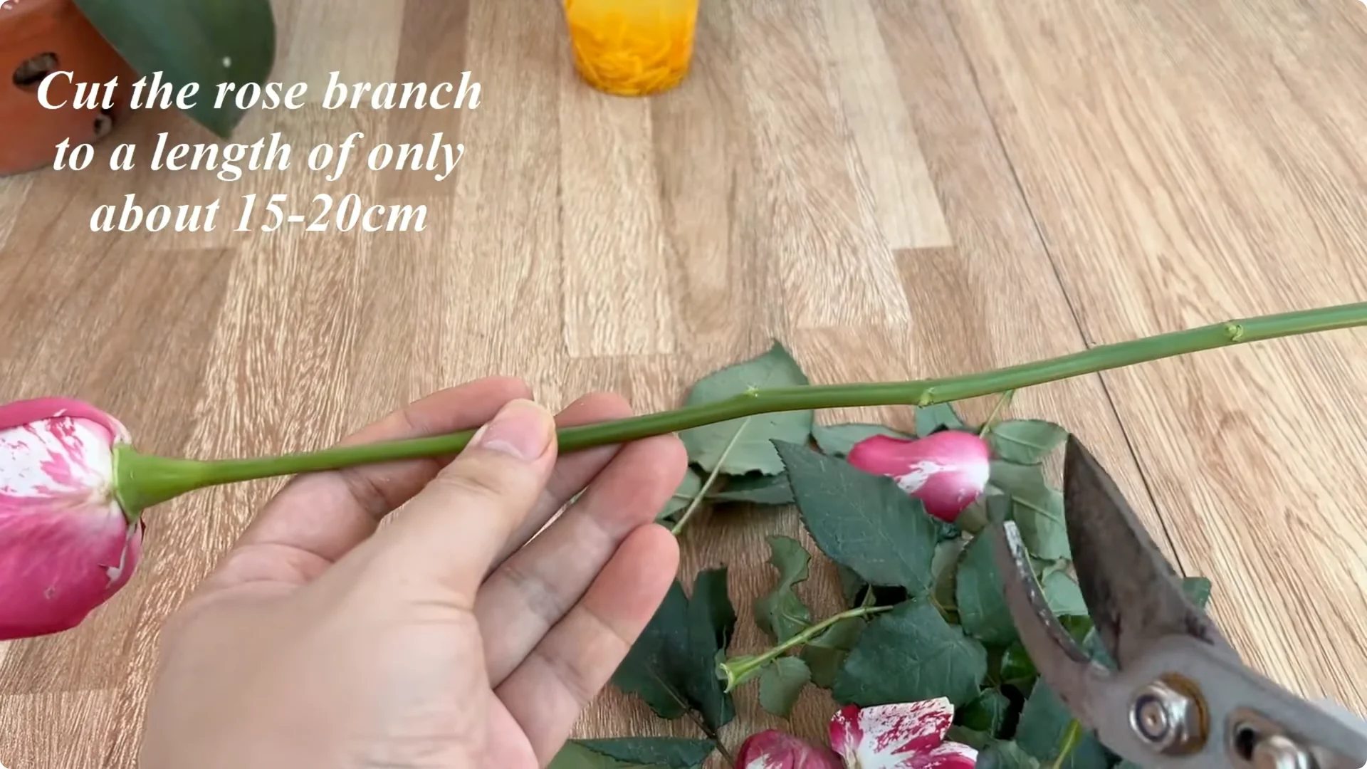 The Secret Trick to Make Your Rose Bloom Abundantly screenshot 5