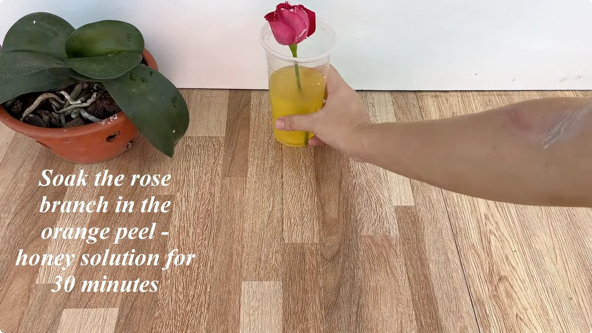 The Secret Trick to Make Your Rose Bloom Abundantly screenshot 8