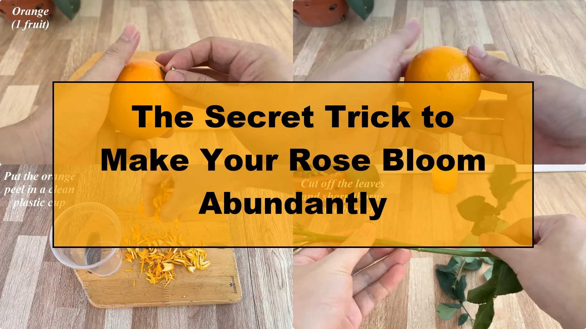 The Secret Trick to Make Your Rose Bloom Abundantly - Featured Image
