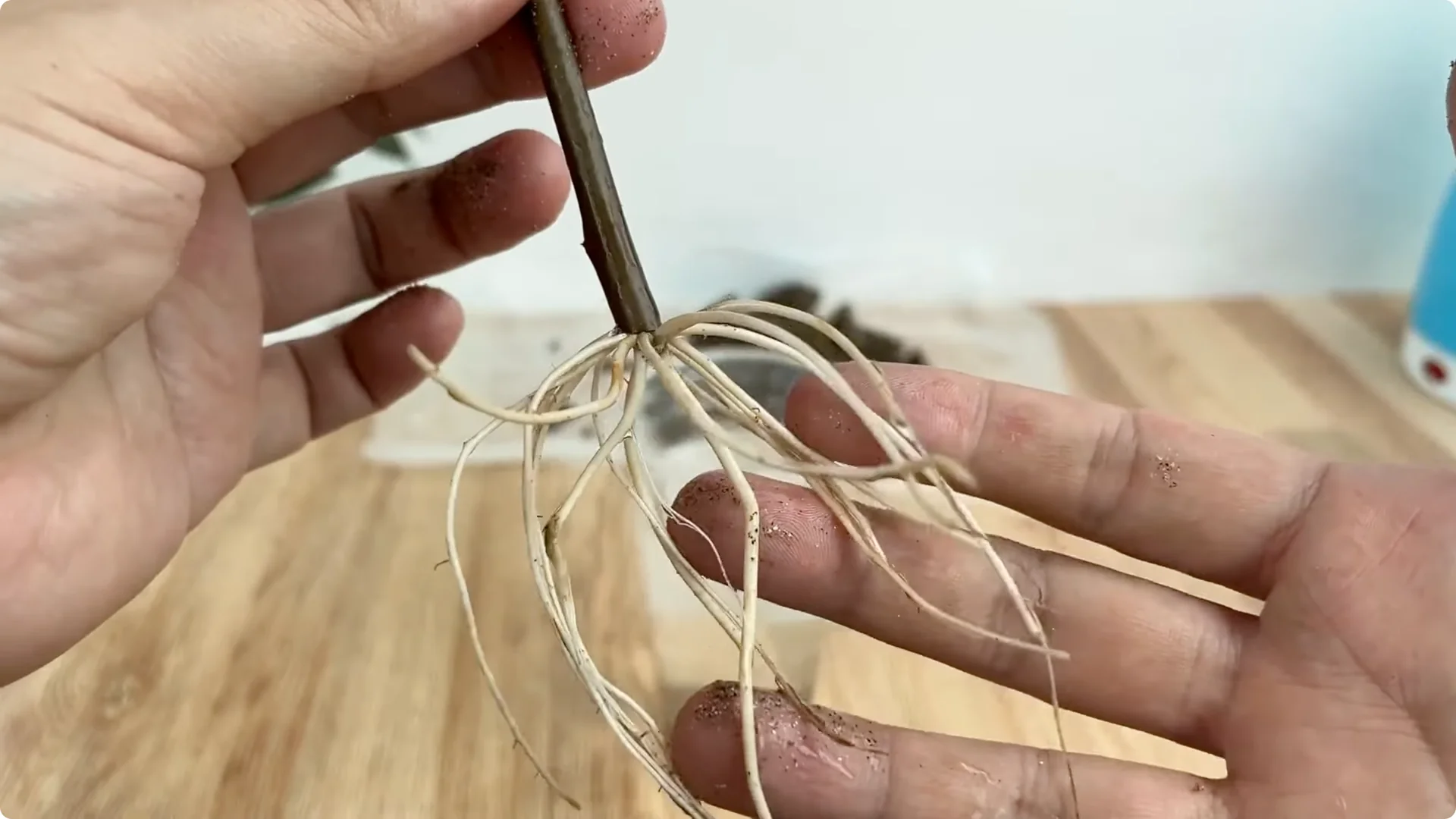 The Simple Method That Surprised Me for Propagating Roses screenshot 10