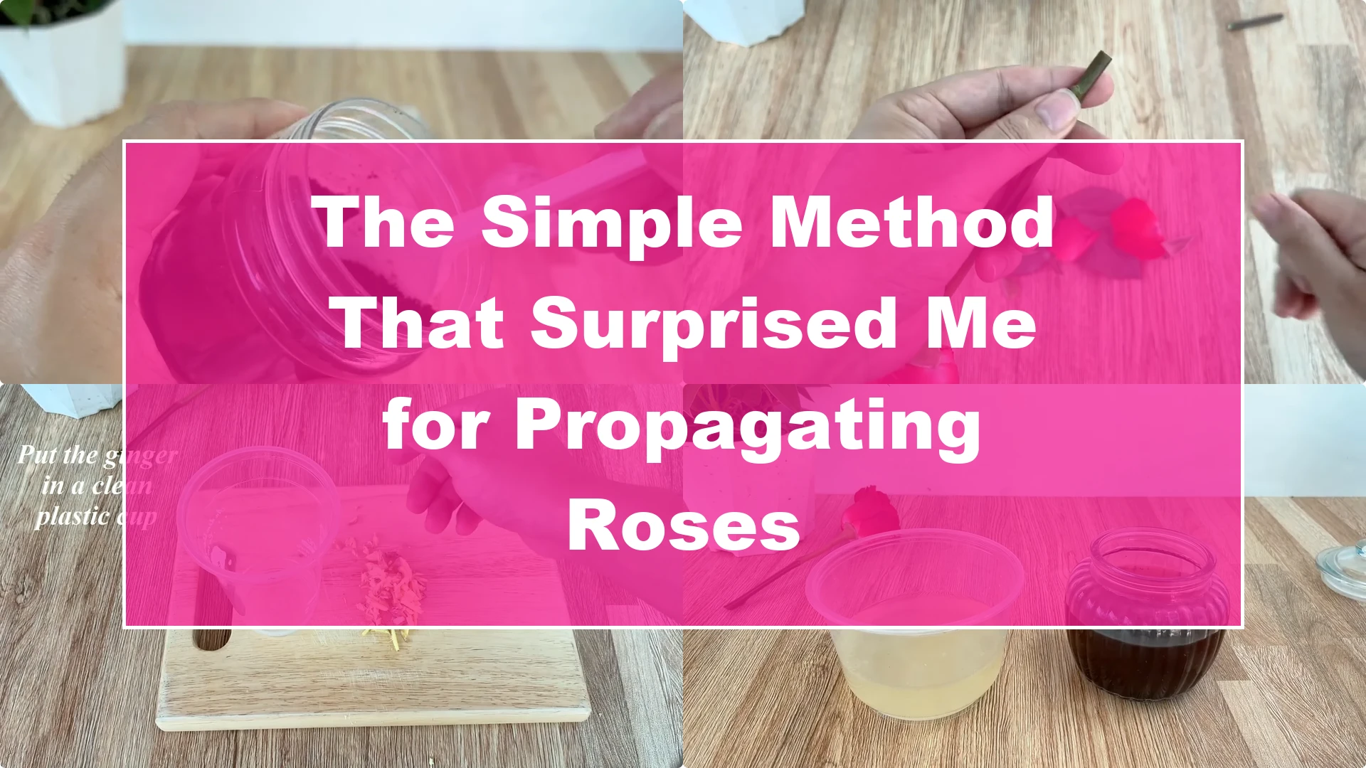 The Simple Method That Surprised Me for Propagating Roses - Featured Image