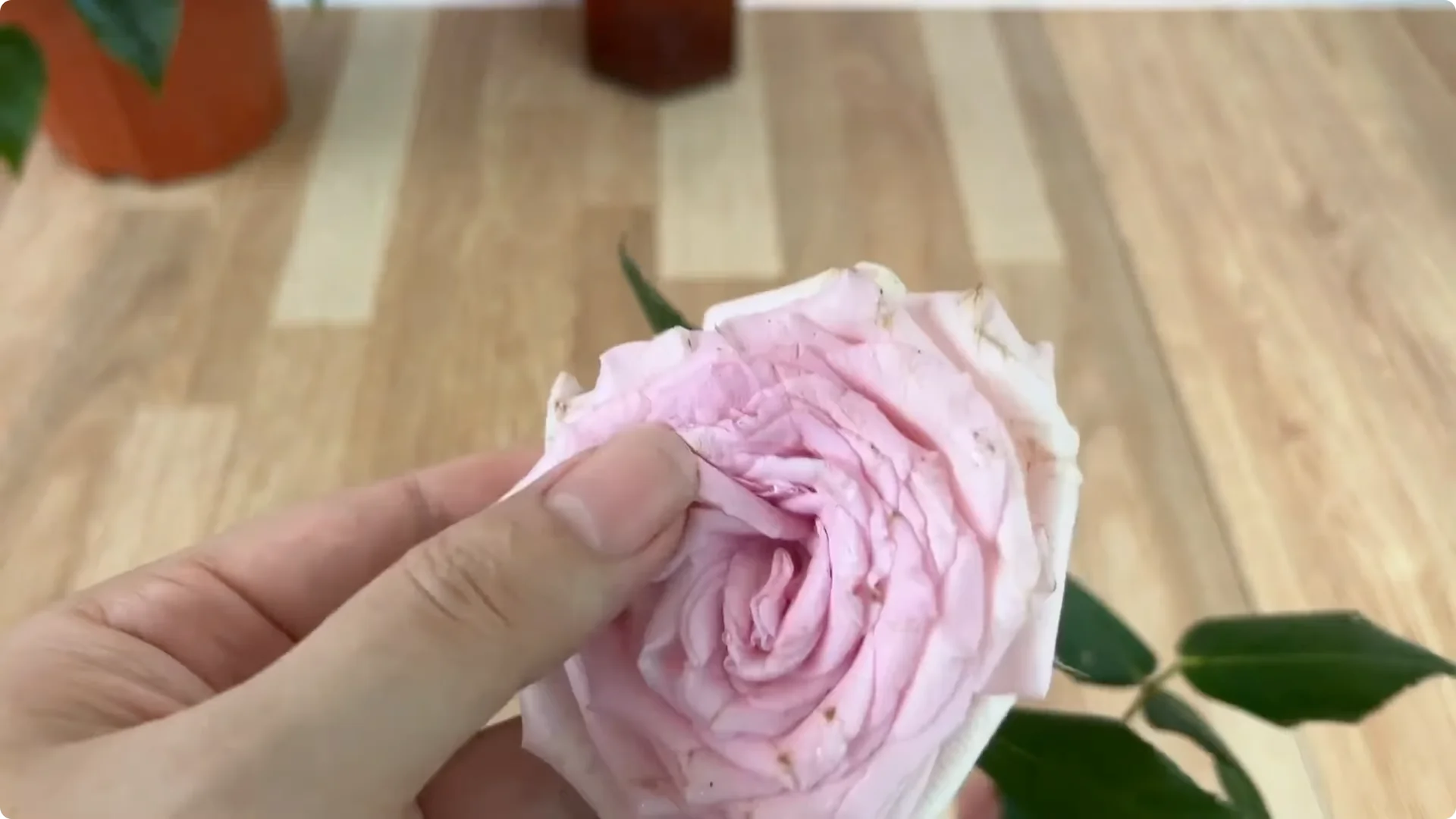 The Simple Method That Surprised Me When Propagating Roses screenshot 3