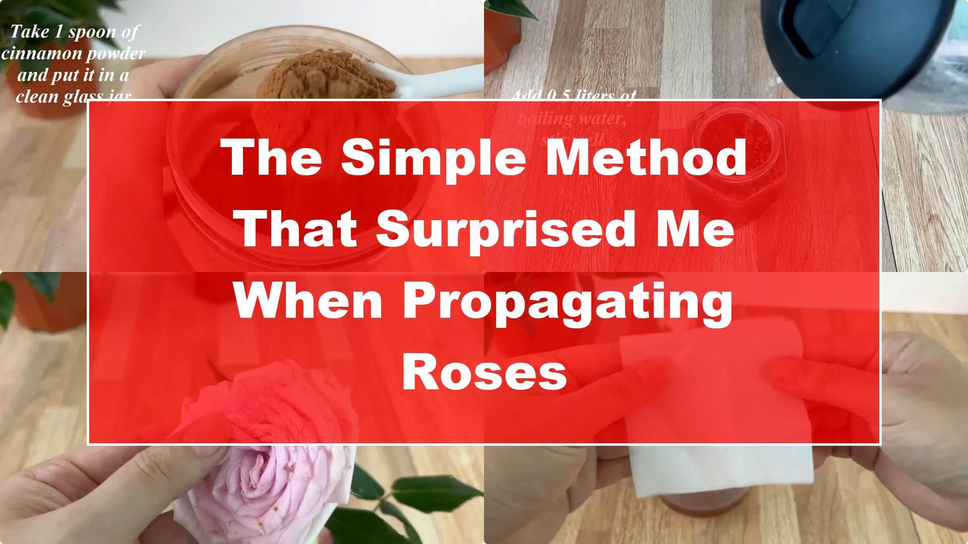 The Simple Method That Surprised Me When Propagating Roses - Featured Image