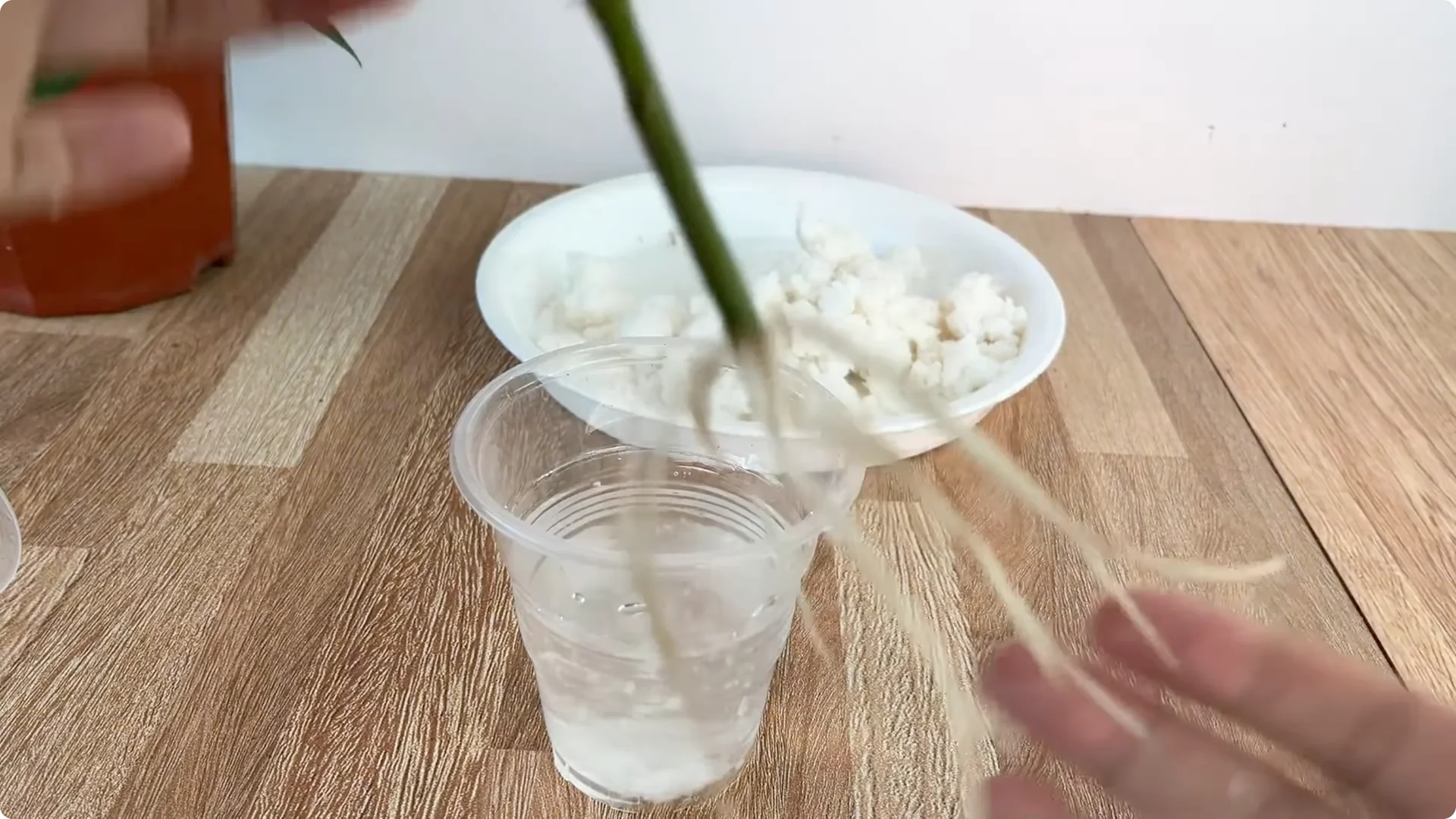 The Simple Method That Transformed My Rose Propagation screenshot 6