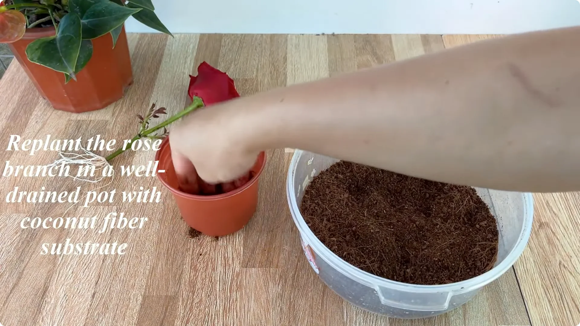 The Simple Method That Transformed My Rose Propagation screenshot 7