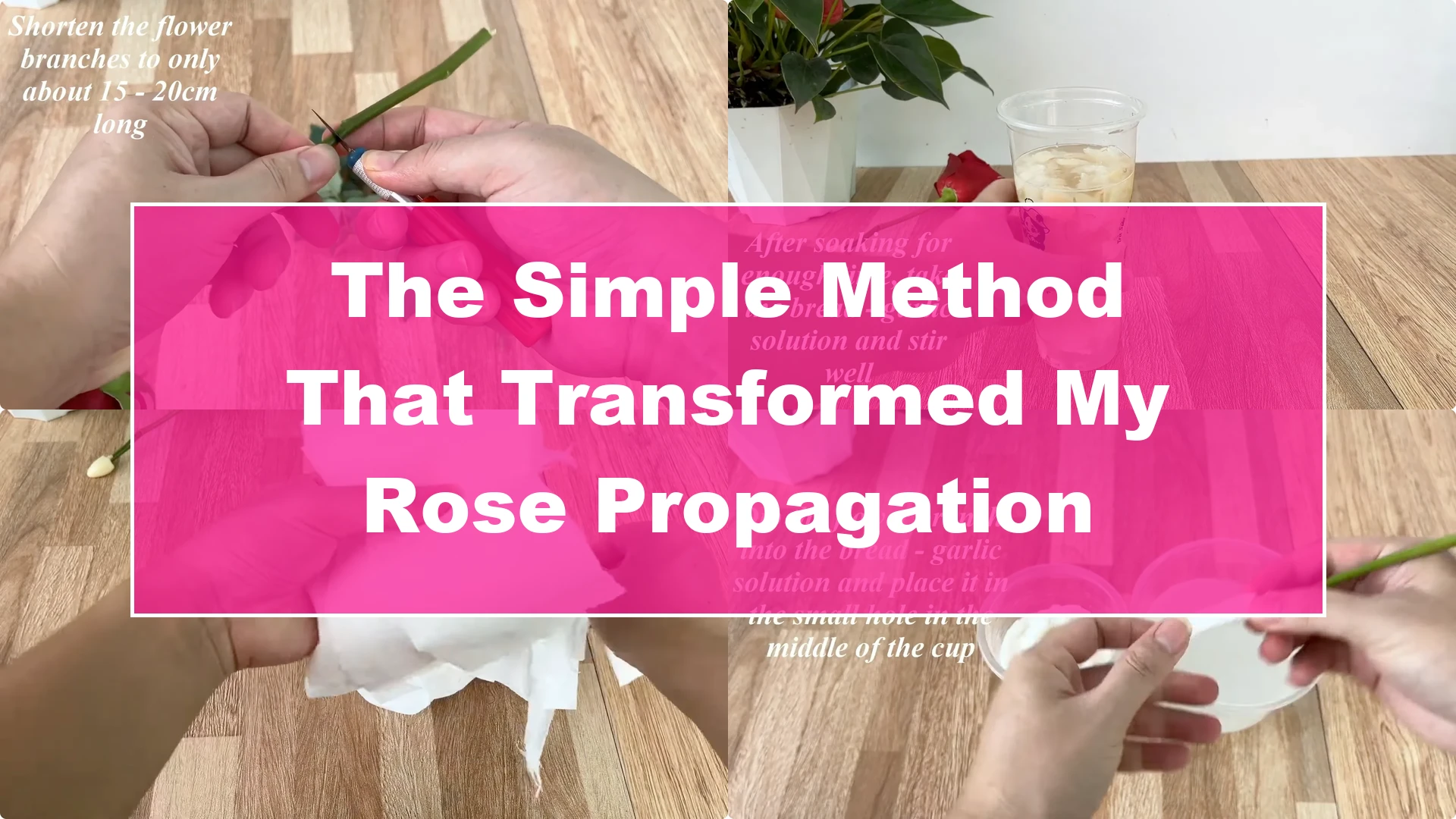 The Simple Method That Transformed My Rose Propagation - Featured Image