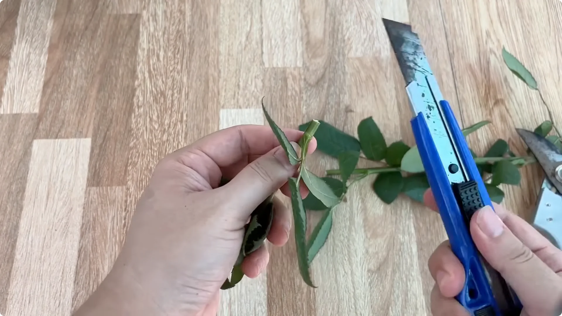 The Simple Rose Propagation Method That Surprised Me screenshot 1