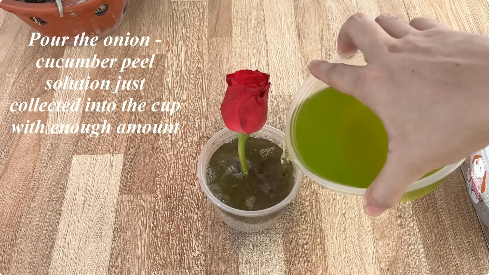 The Simple Rose Propagation Method That Surprised Me screenshot 10