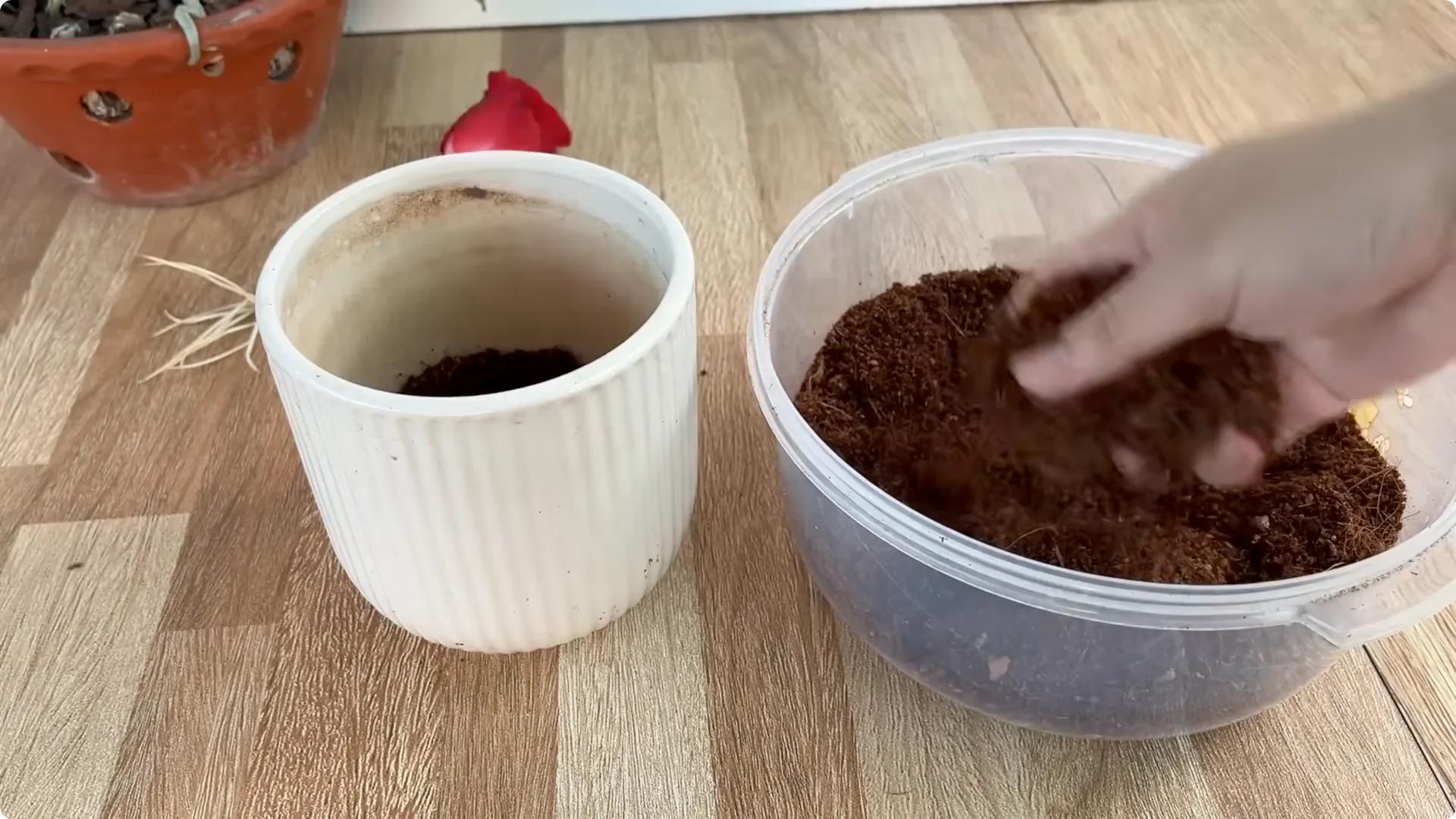 The Simple Rose Propagation Method That Surprised Me screenshot 11