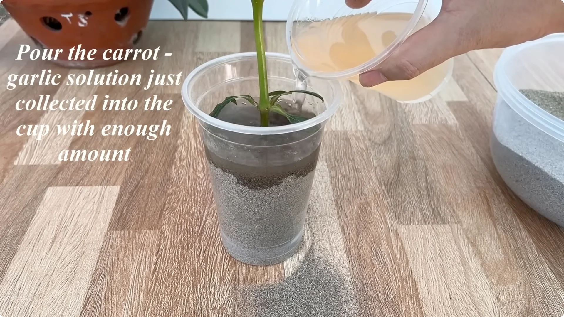 The Simple Rose Propagation Method That Surprised Me screenshot 4