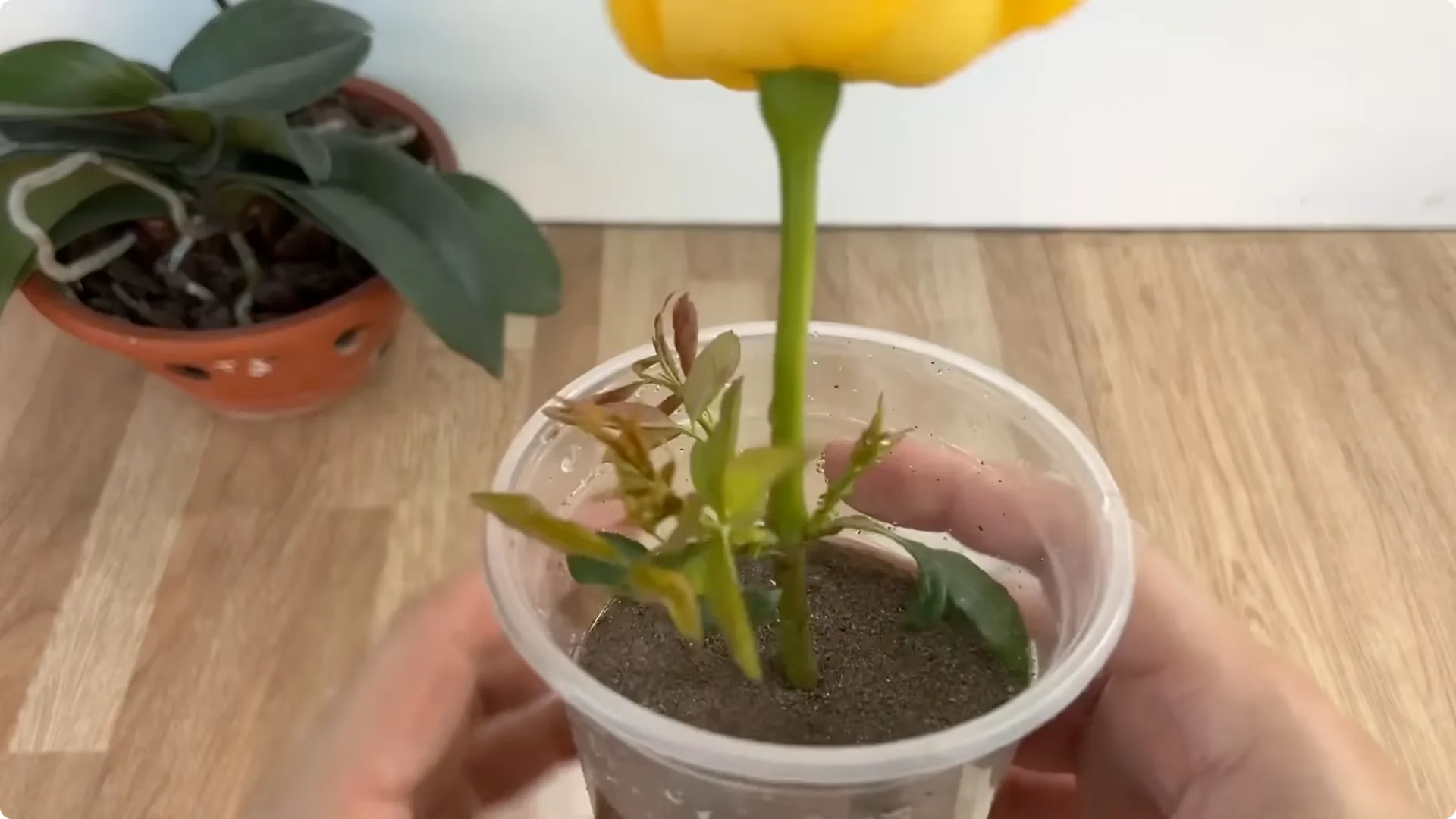 The Simple Rose Propagation Method That Surprised Me screenshot 5