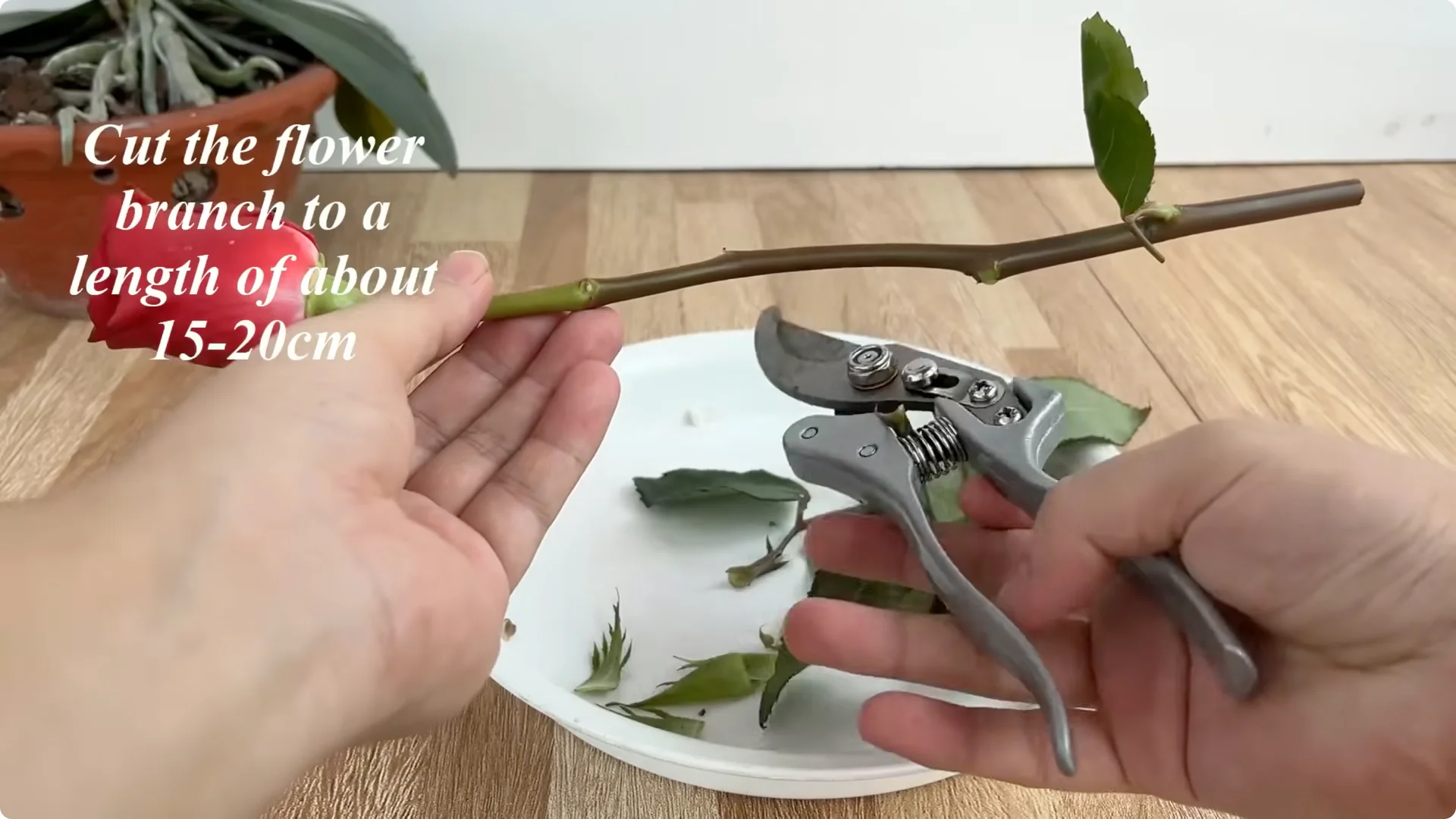The Simple Rose Propagation Method That Surprised Me screenshot 6