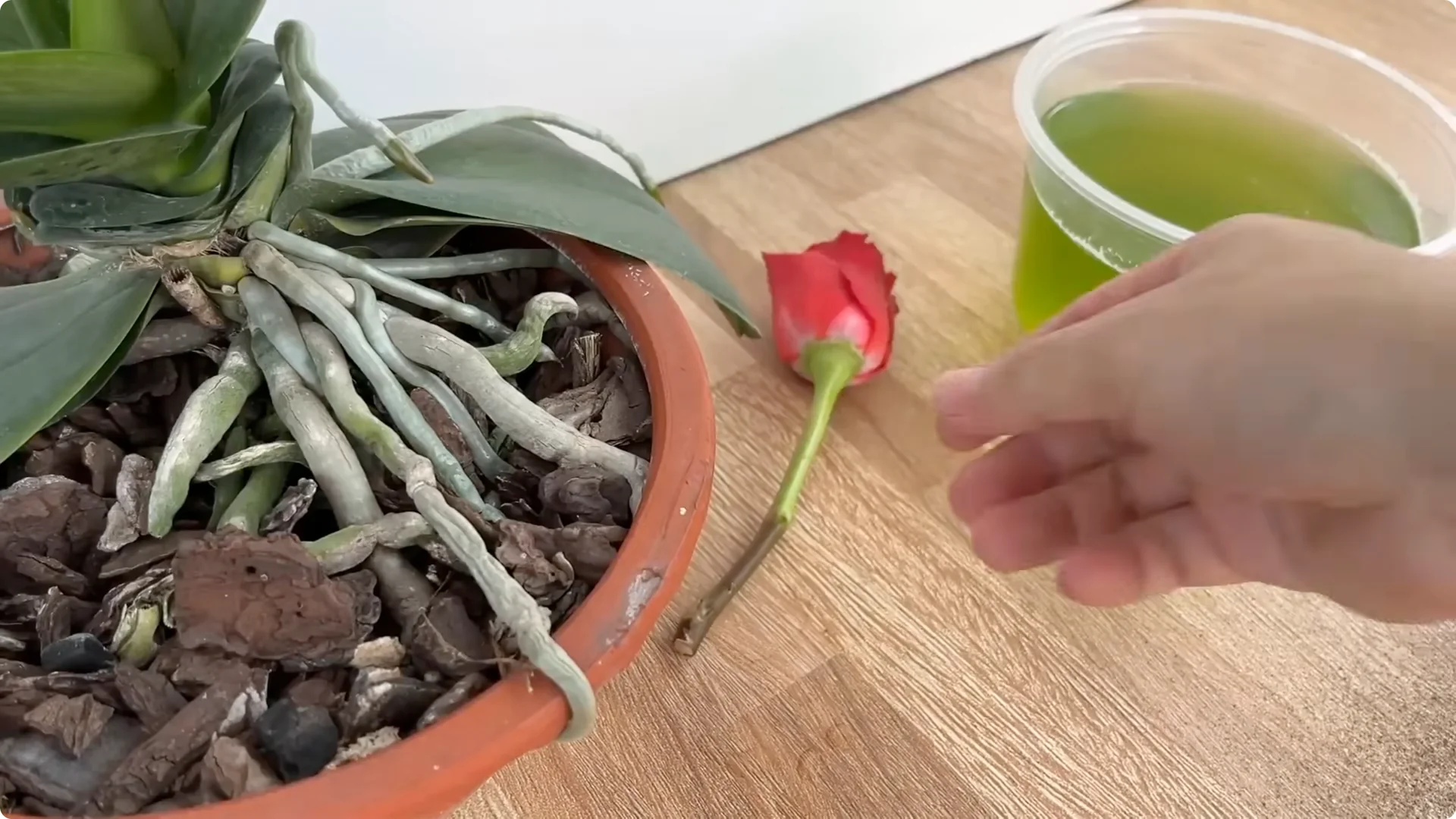 The Simple Rose Propagation Method That Surprised Me screenshot 9