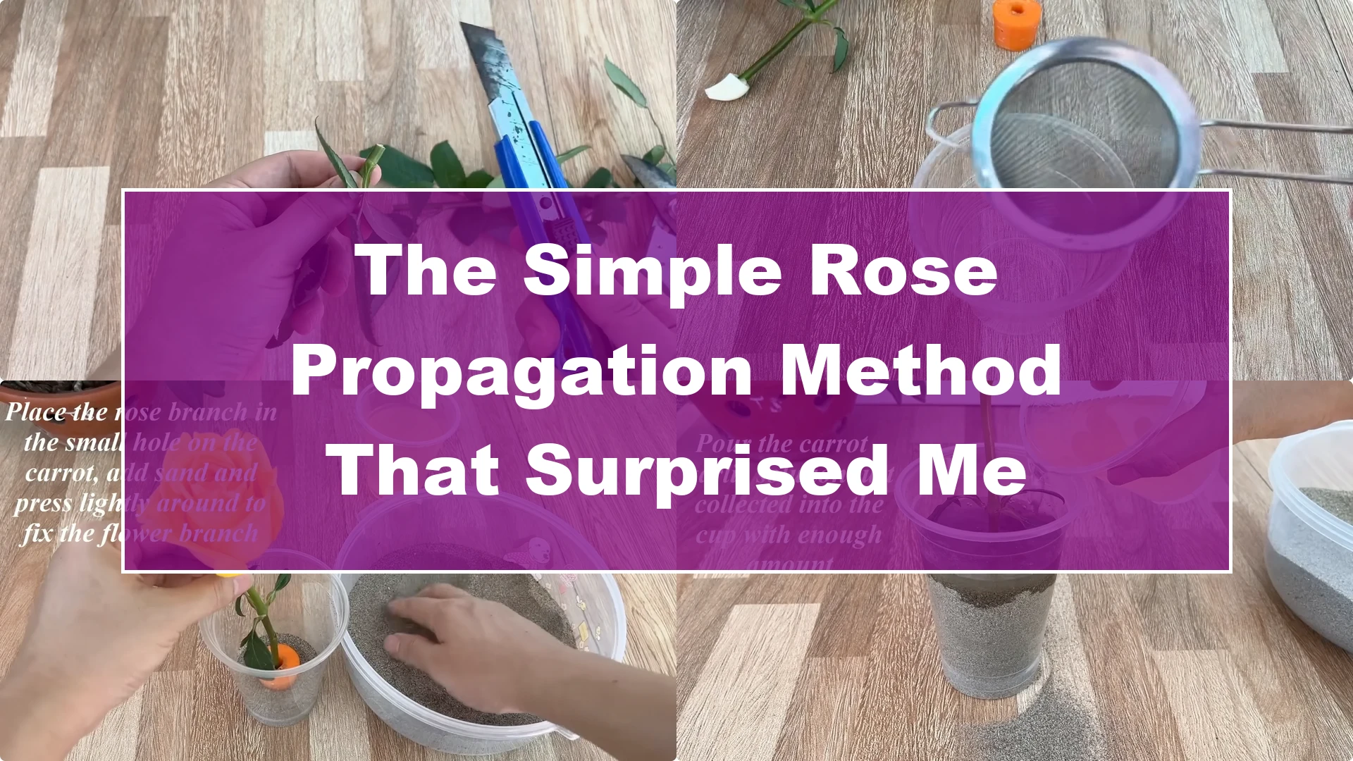 The Simple Rose Propagation Method That Surprised Me - Featured Image