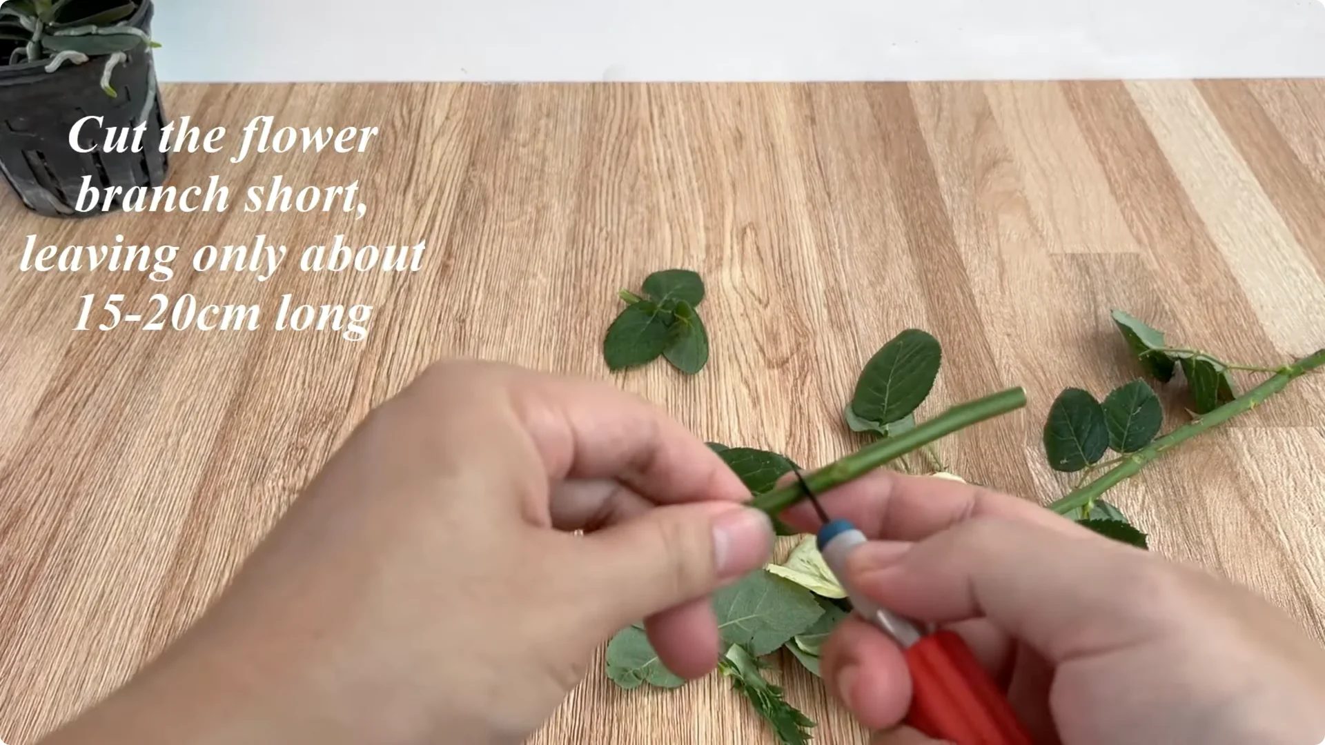 The Simple Secret to Successfully Propagate Any Rose Variety screenshot 1