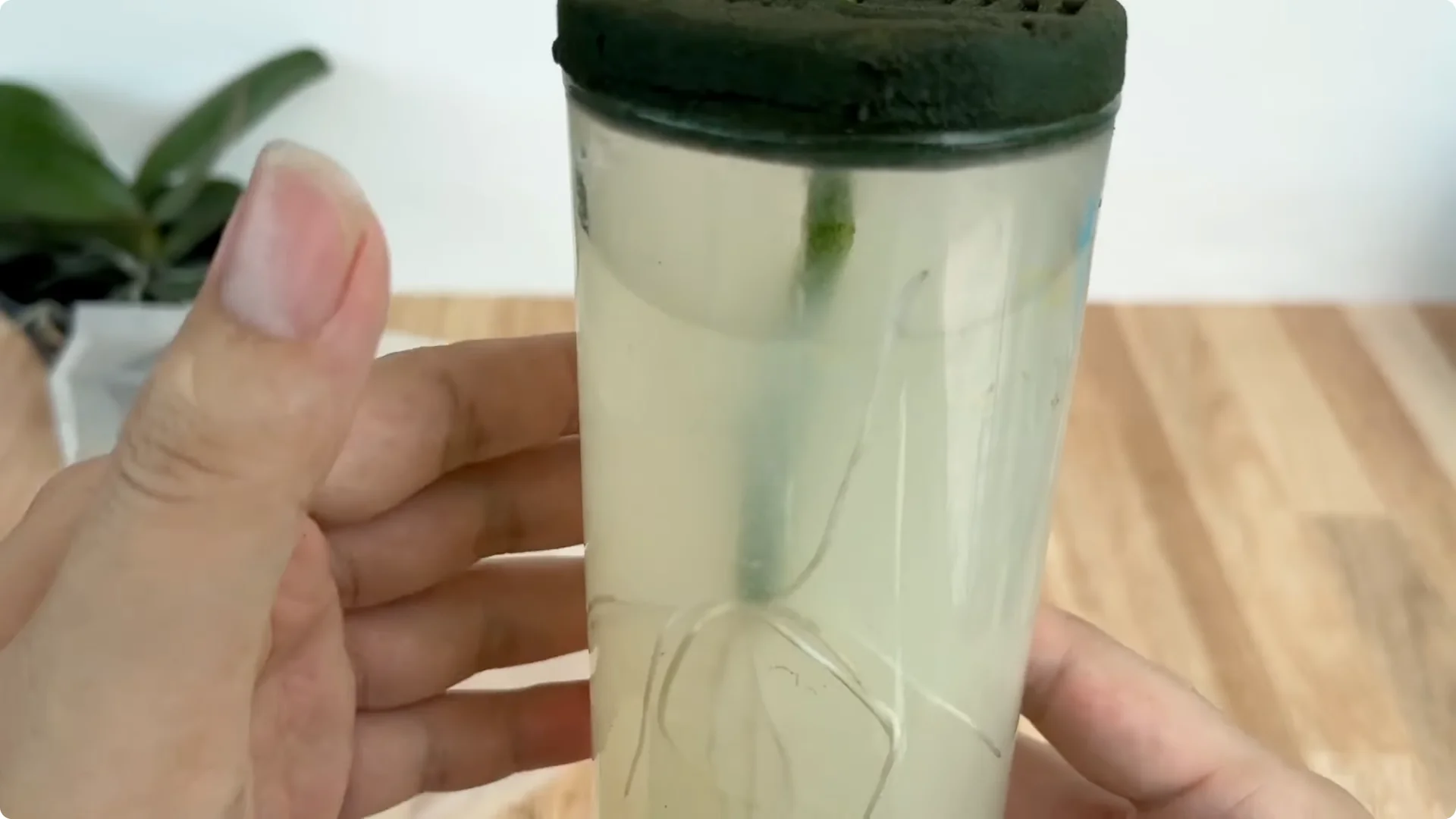 The Simple Secret to Successfully Propagate Any Rose Variety screenshot 6