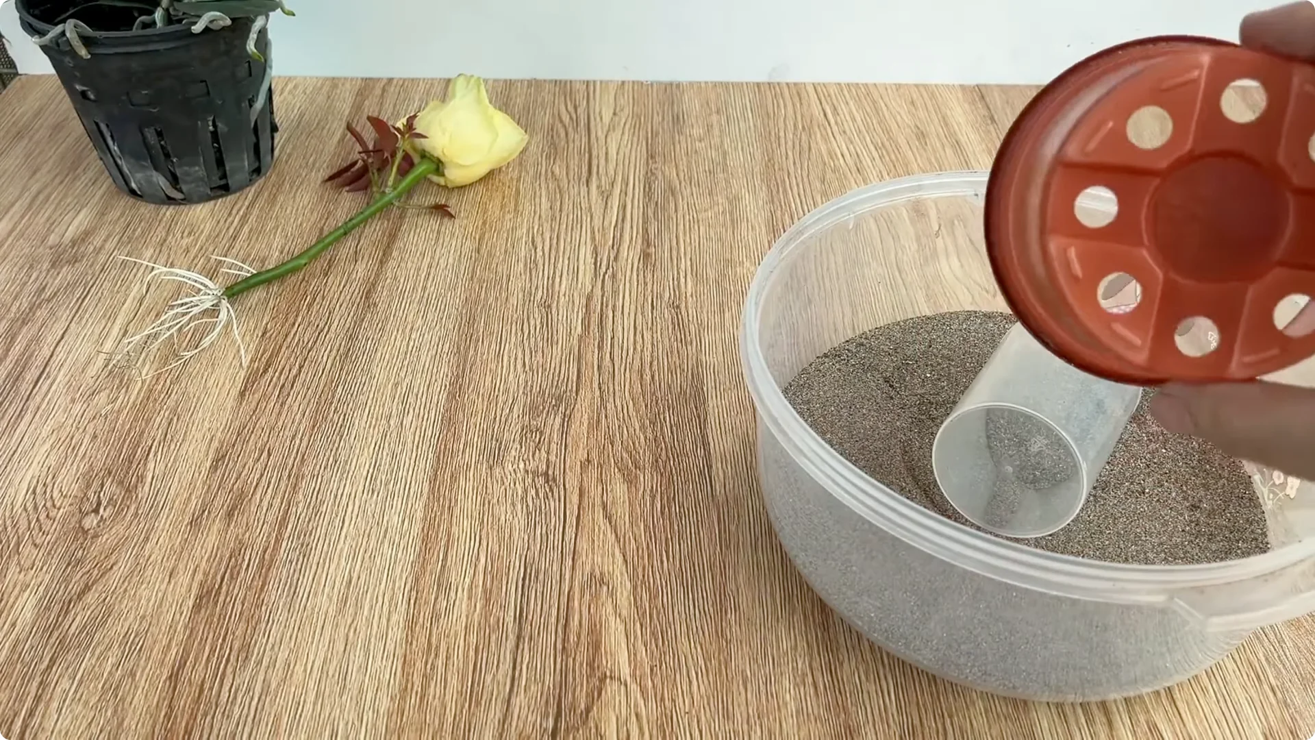 The Simple Secret to Successfully Propagate Any Rose Variety screenshot 7