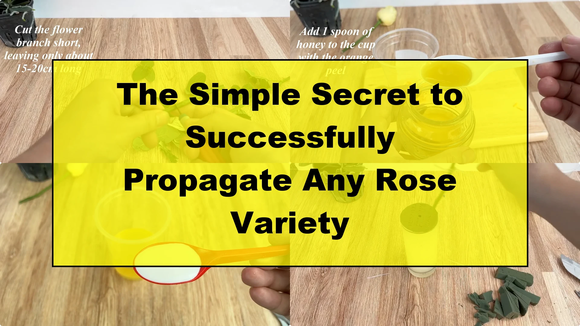 The Simple Secret to Successfully Propagate Any Rose Variety - Featured Image