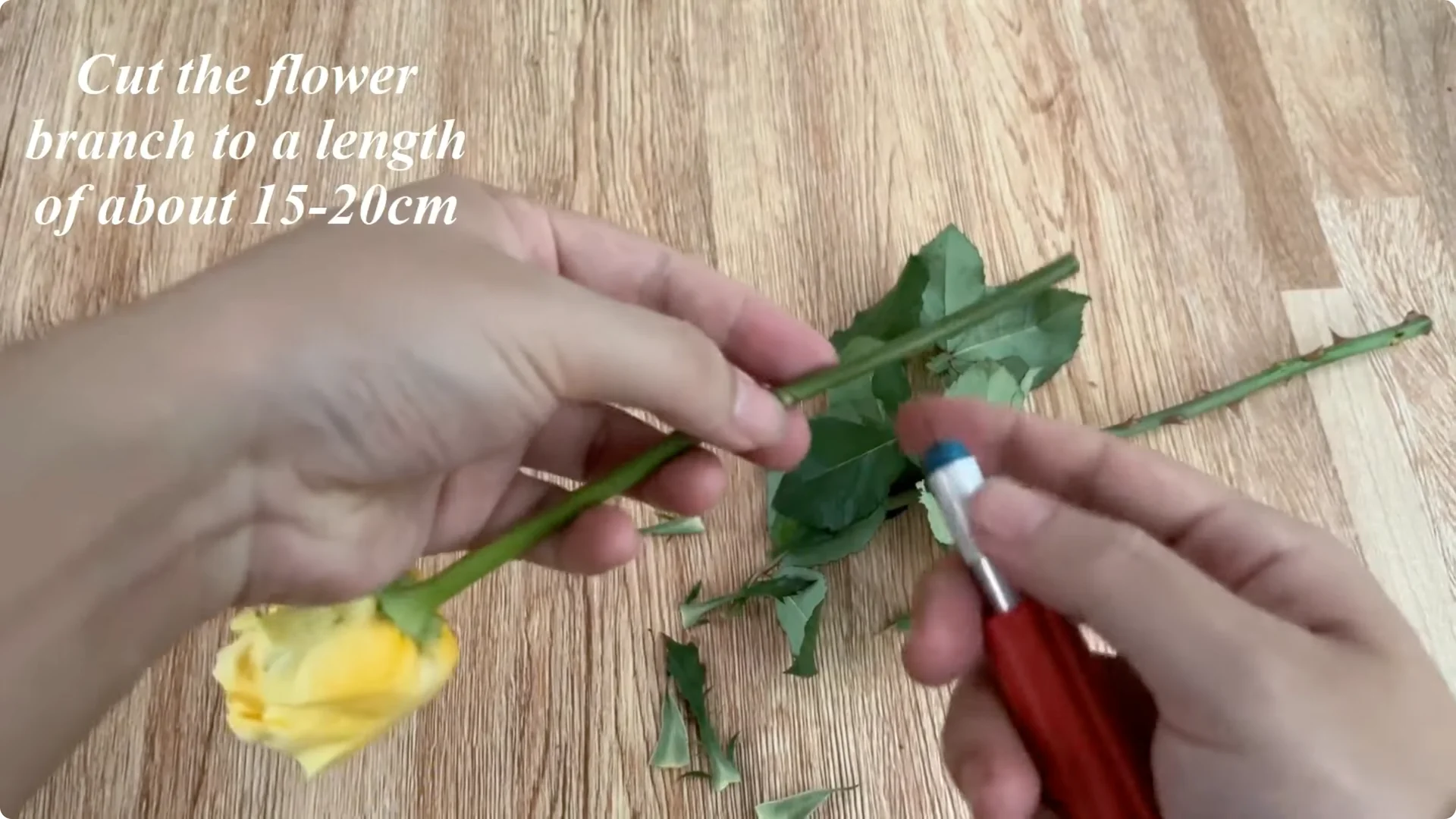 The Surprising Method to Propagate Roses Few Know About screenshot 2