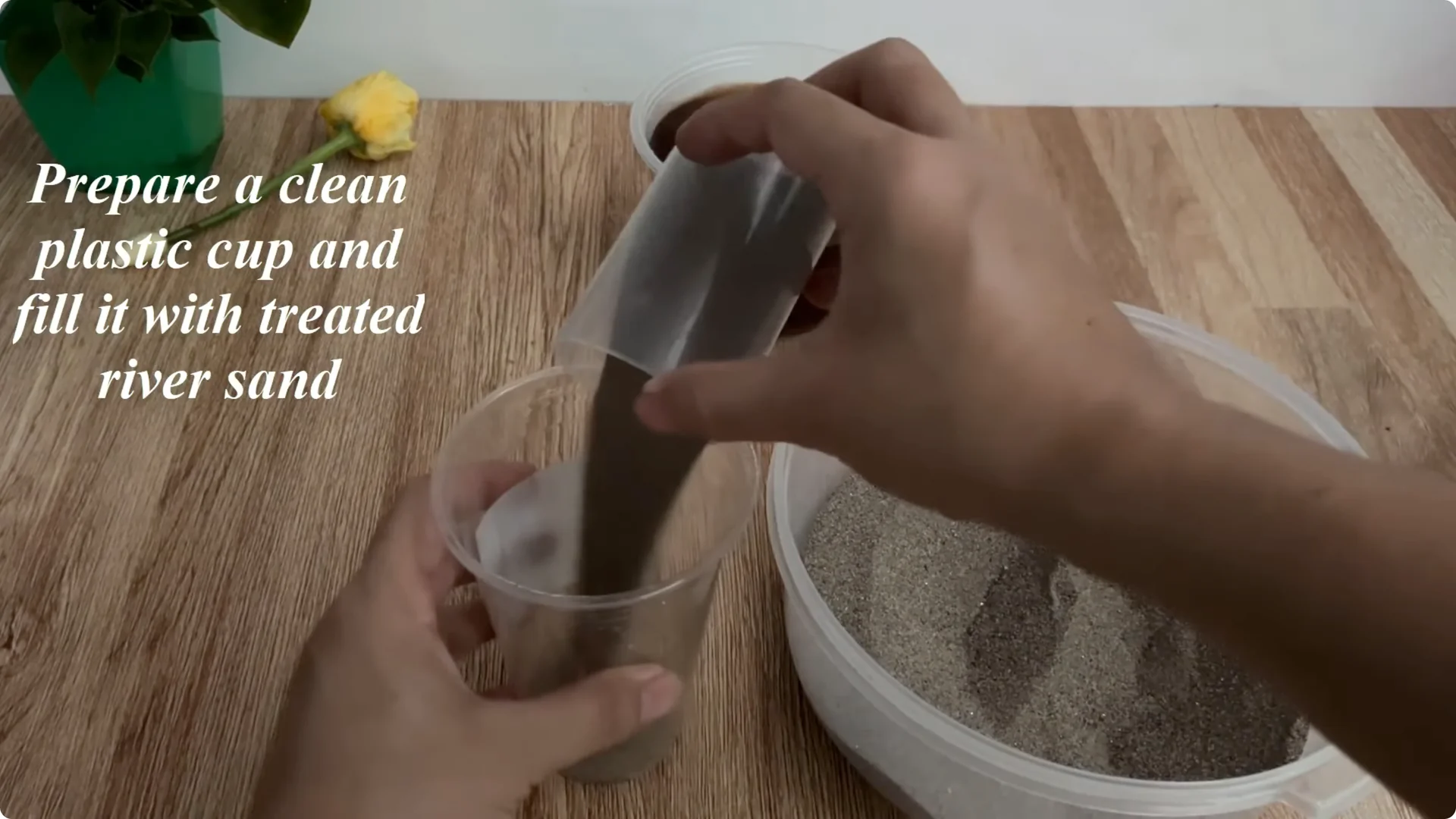 The Surprising Method to Propagate Roses Few Know About screenshot 6