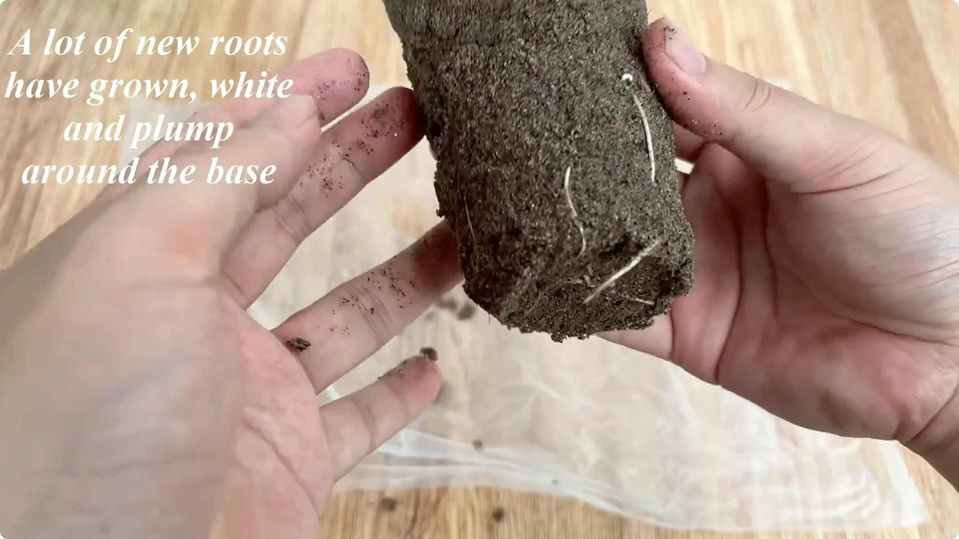 The Surprising Method to Propagate Roses Few Know About screenshot 8