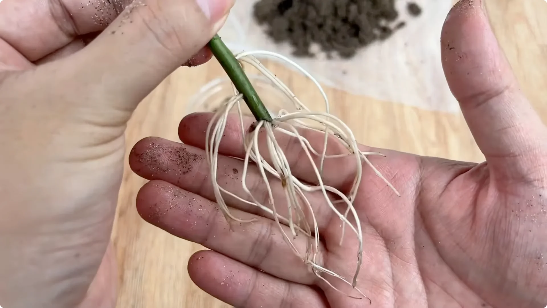 The Surprising Method to Propagate Roses Few Know About screenshot 9