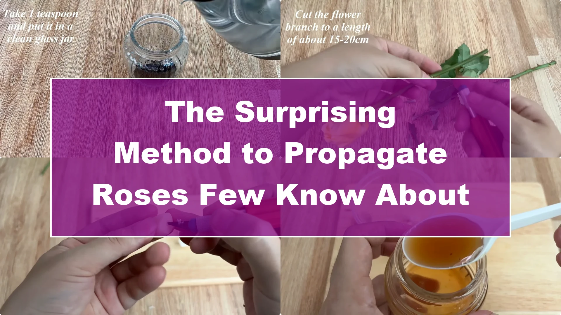 The Surprising Method to Propagate Roses Few Know About - Featured Image