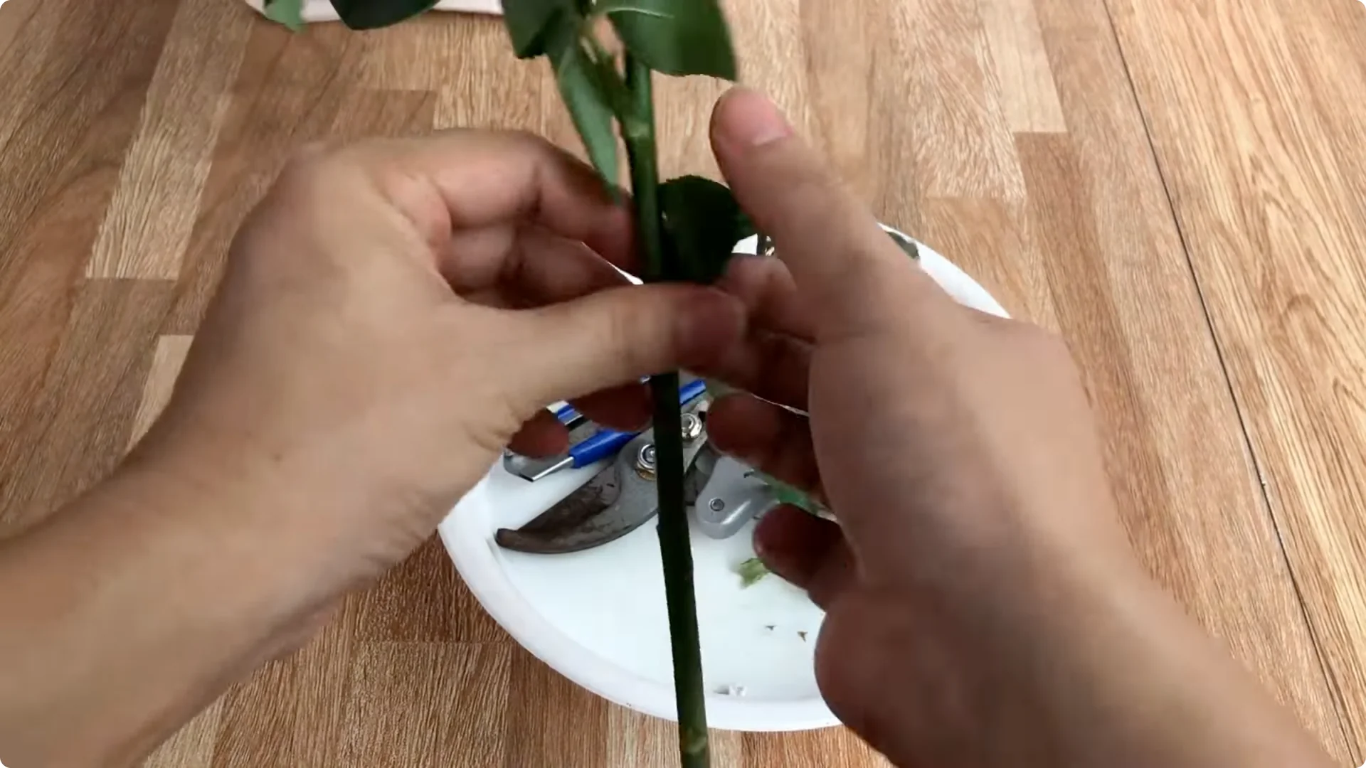 The Surprising Simple Method to Propagate Roses Easily screenshot 10